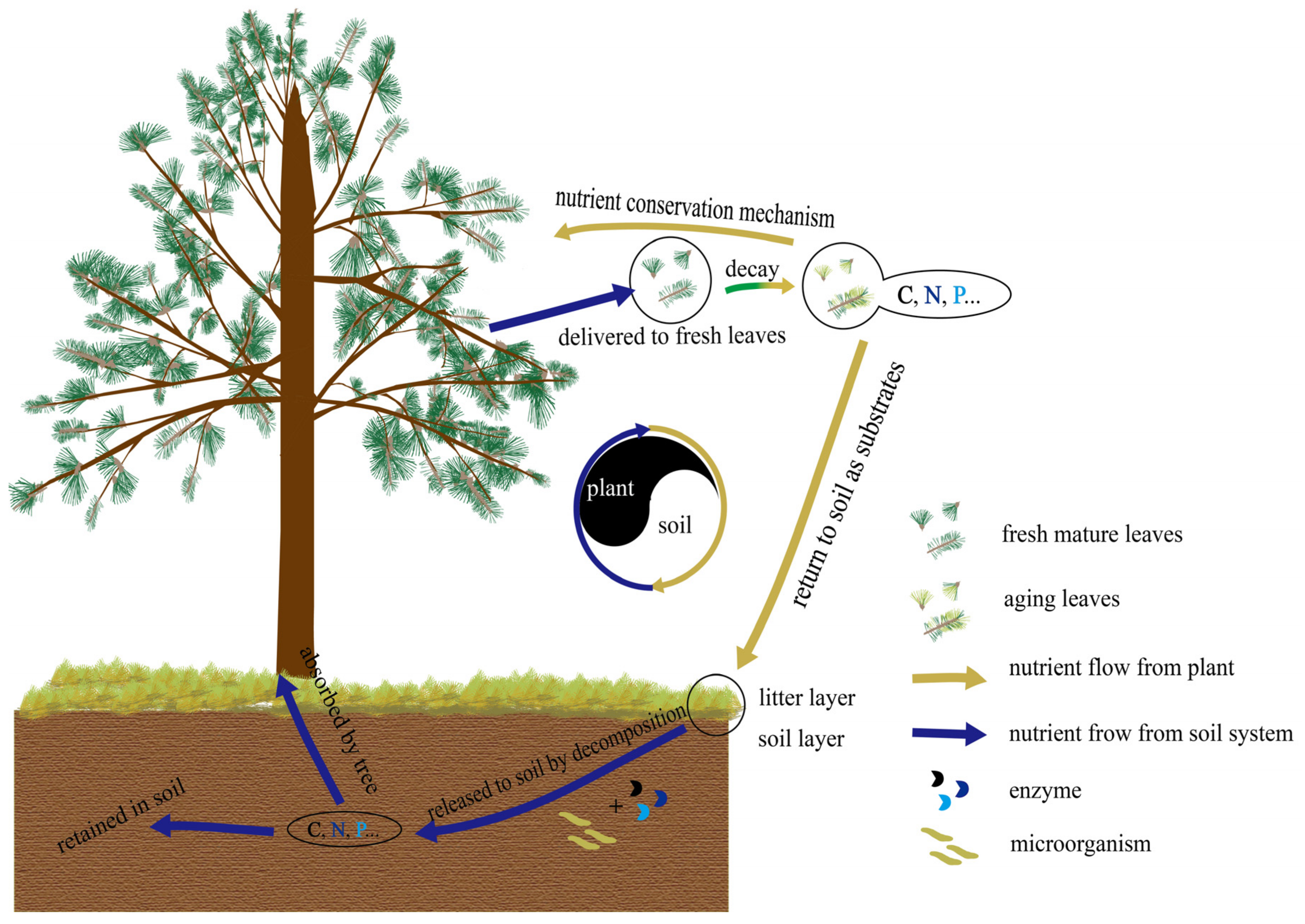 Forests 14 00044 g001