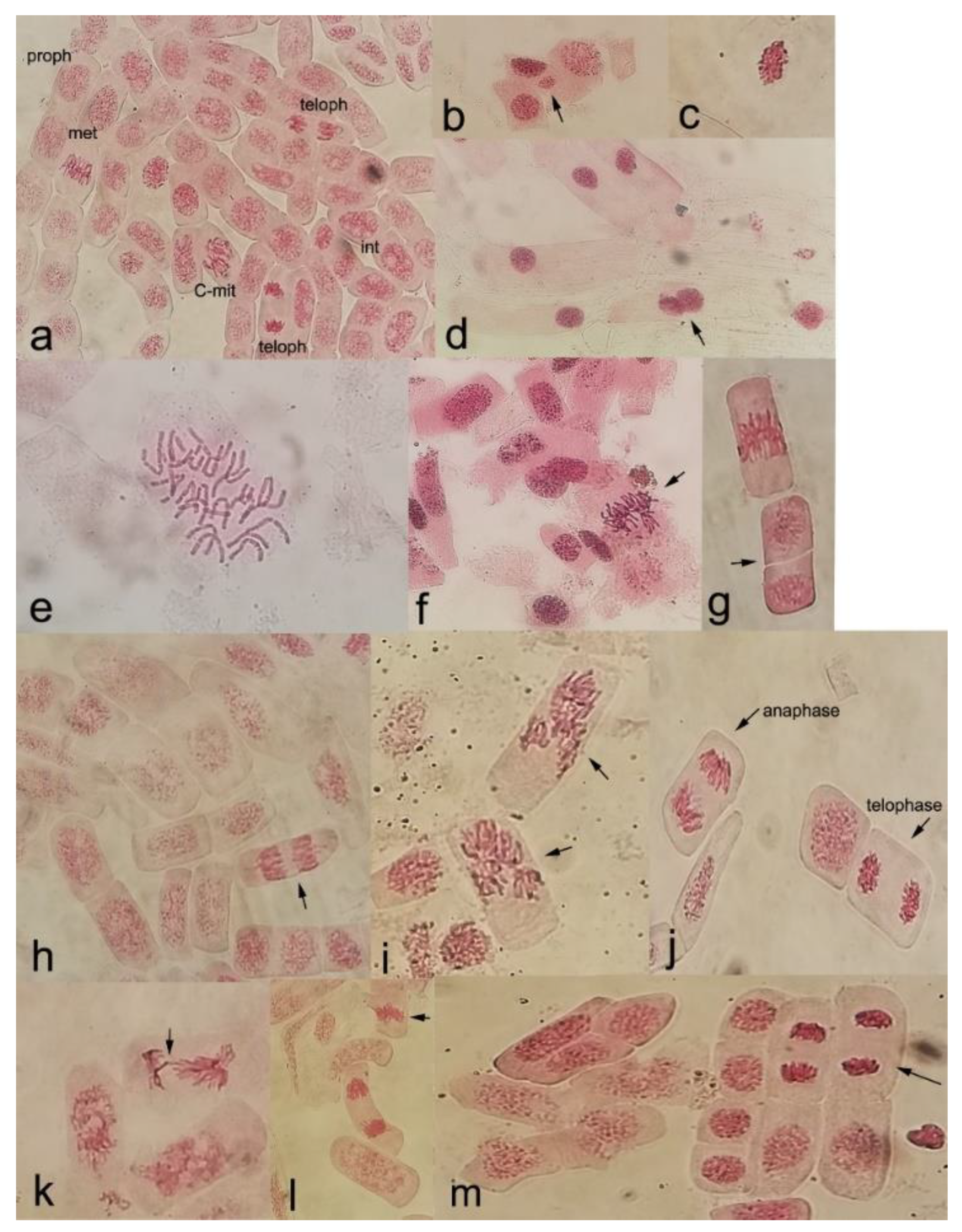 Forests 14 00078 g004