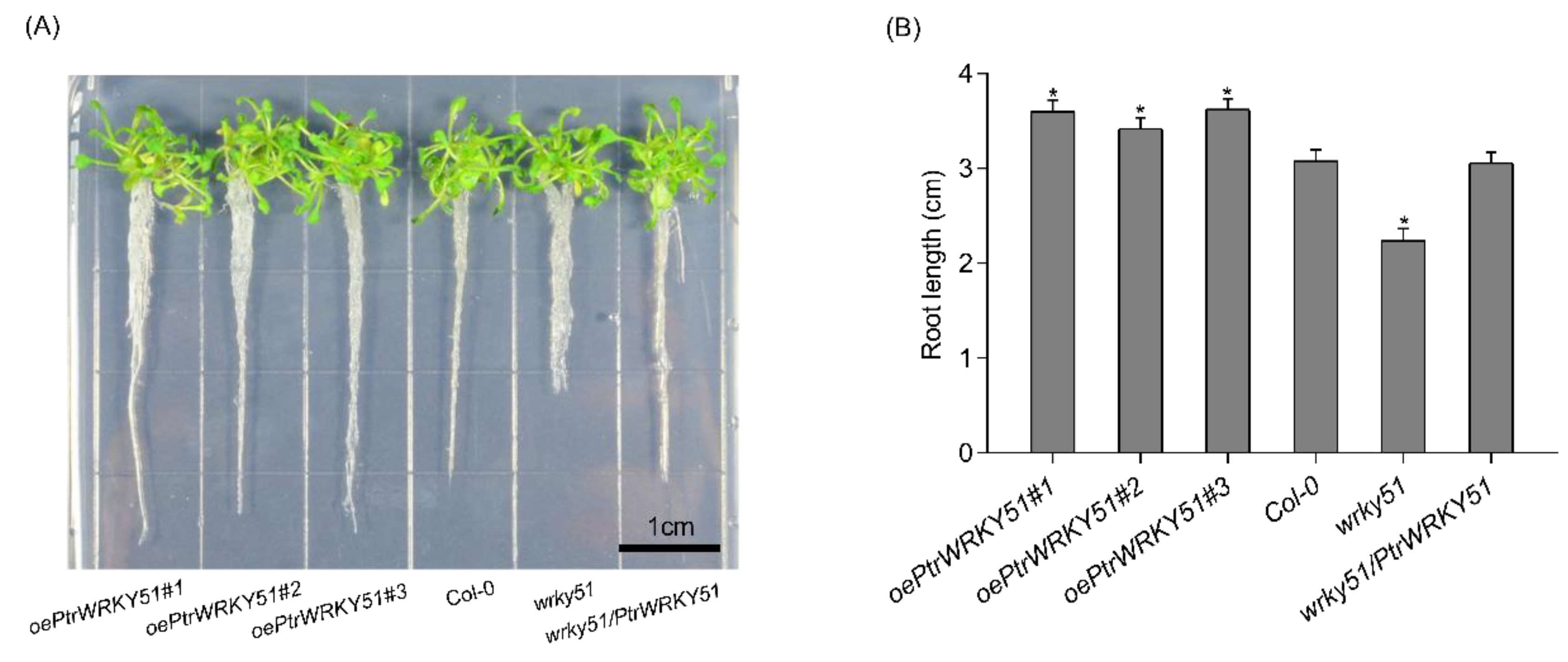 Forests 14 00191 g003
