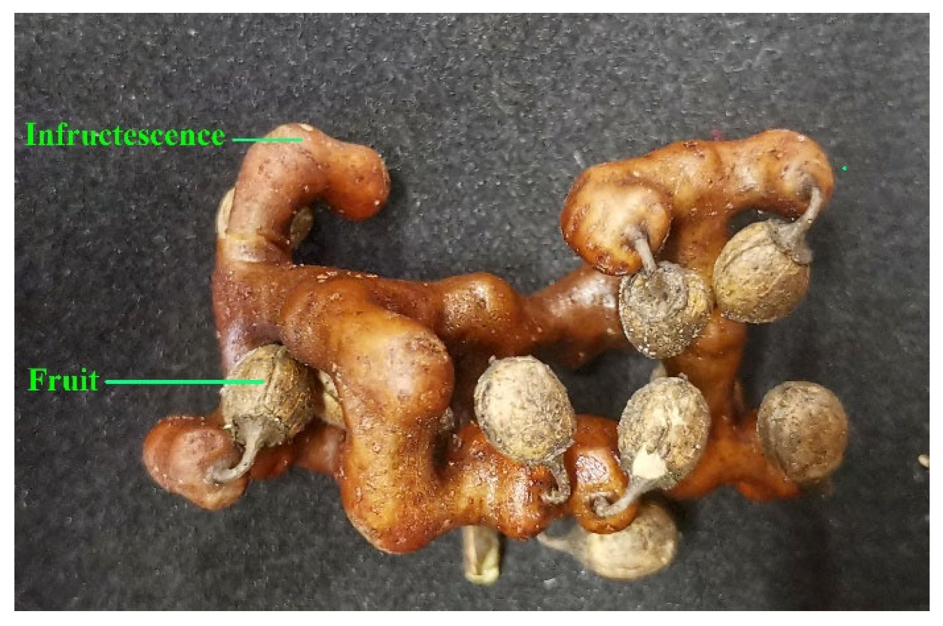 Forests 14 00204 g001