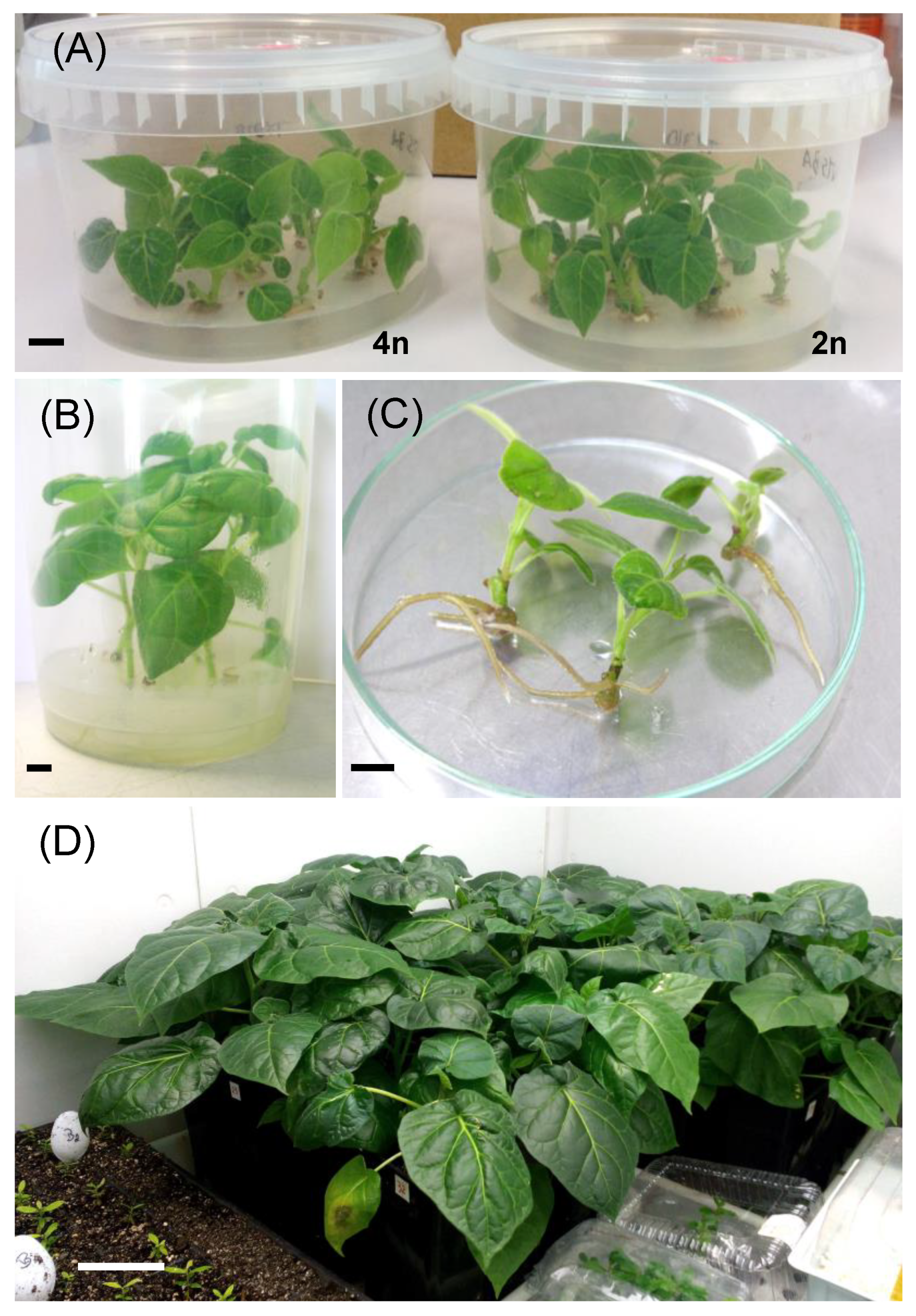 Forests 14 00208 g001 Forests 14 00208 g001