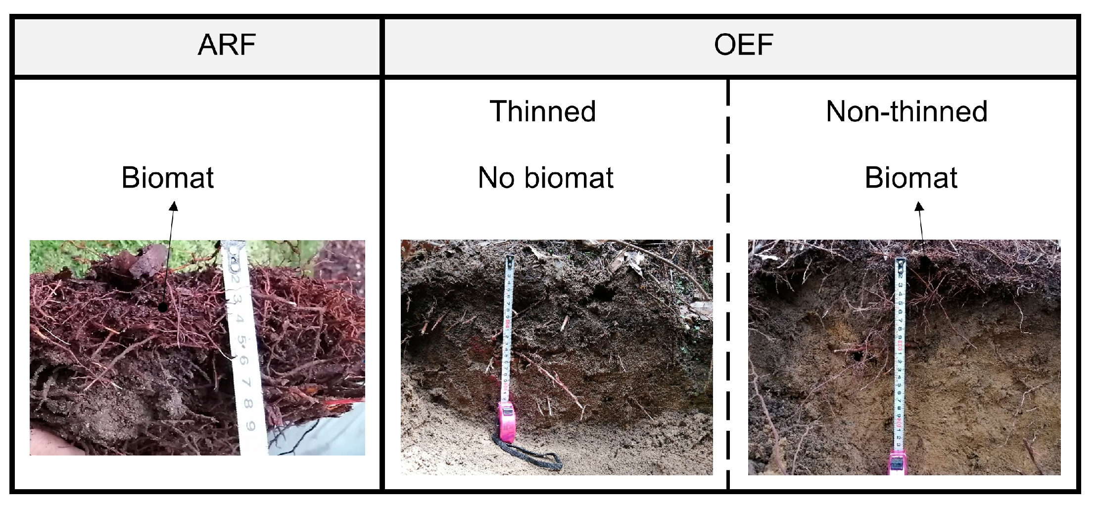 Forests 14 00210 g003