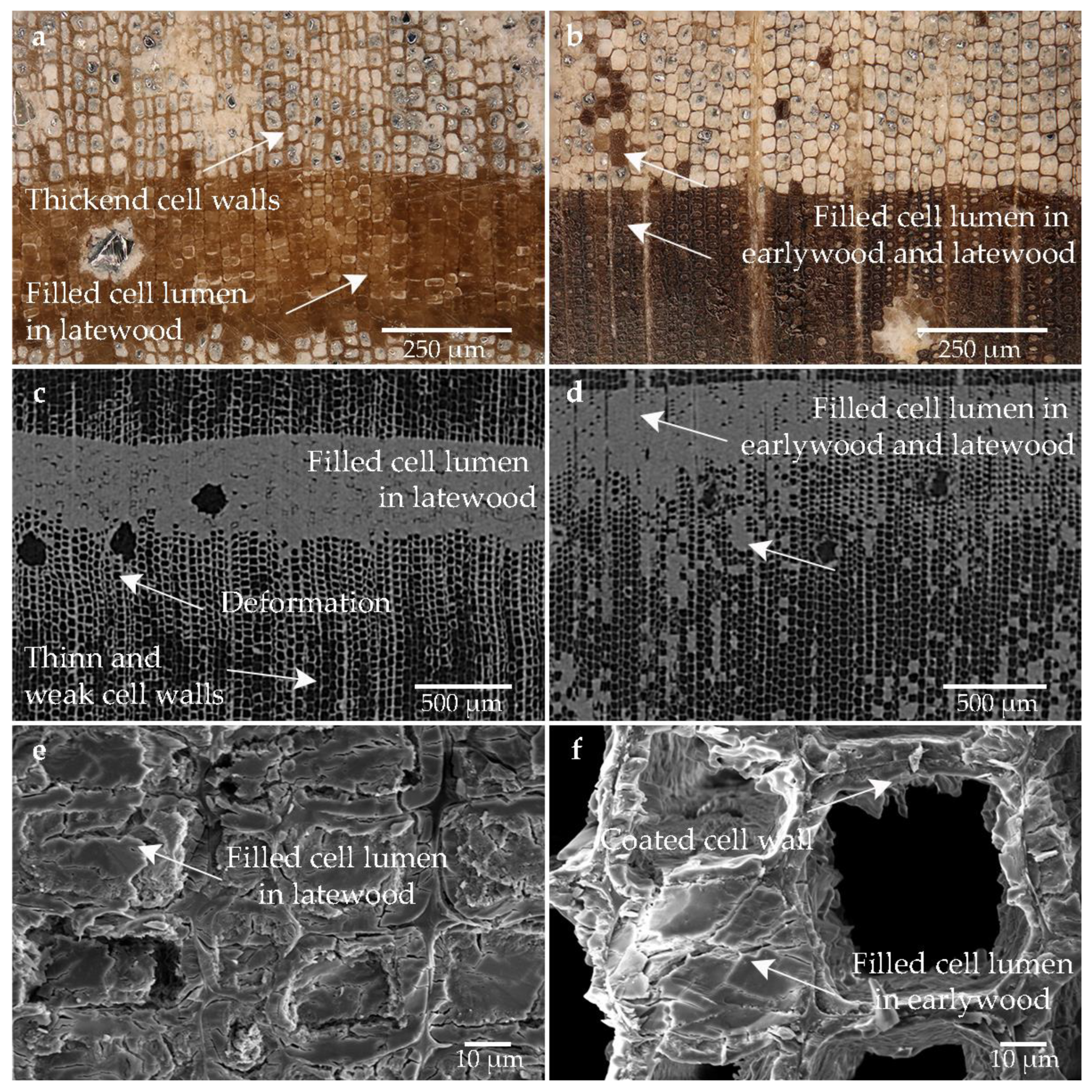 Forests 14 00211 g005
