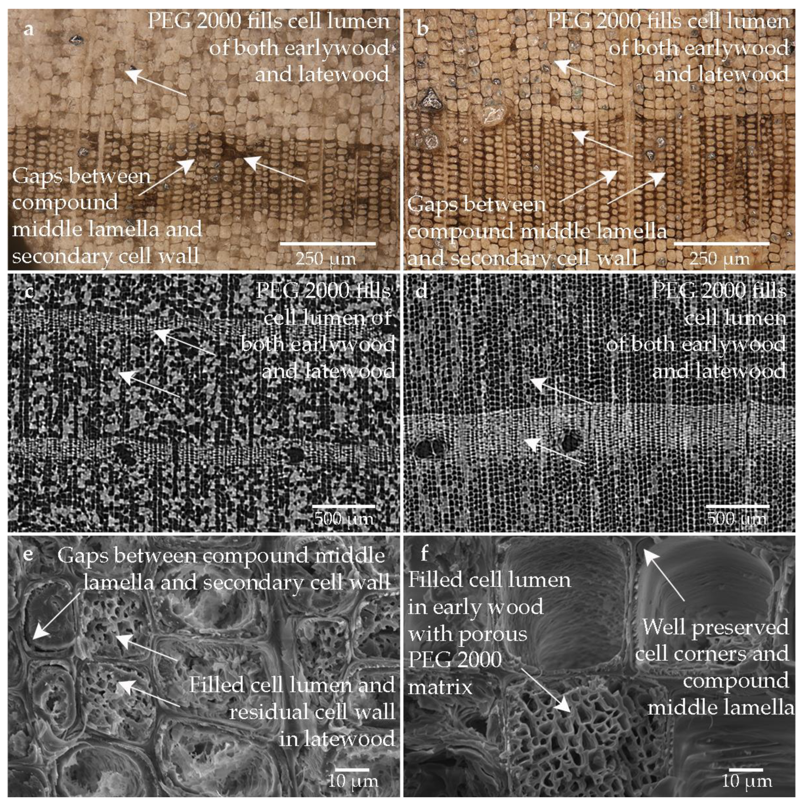 Forests 14 00211 g006