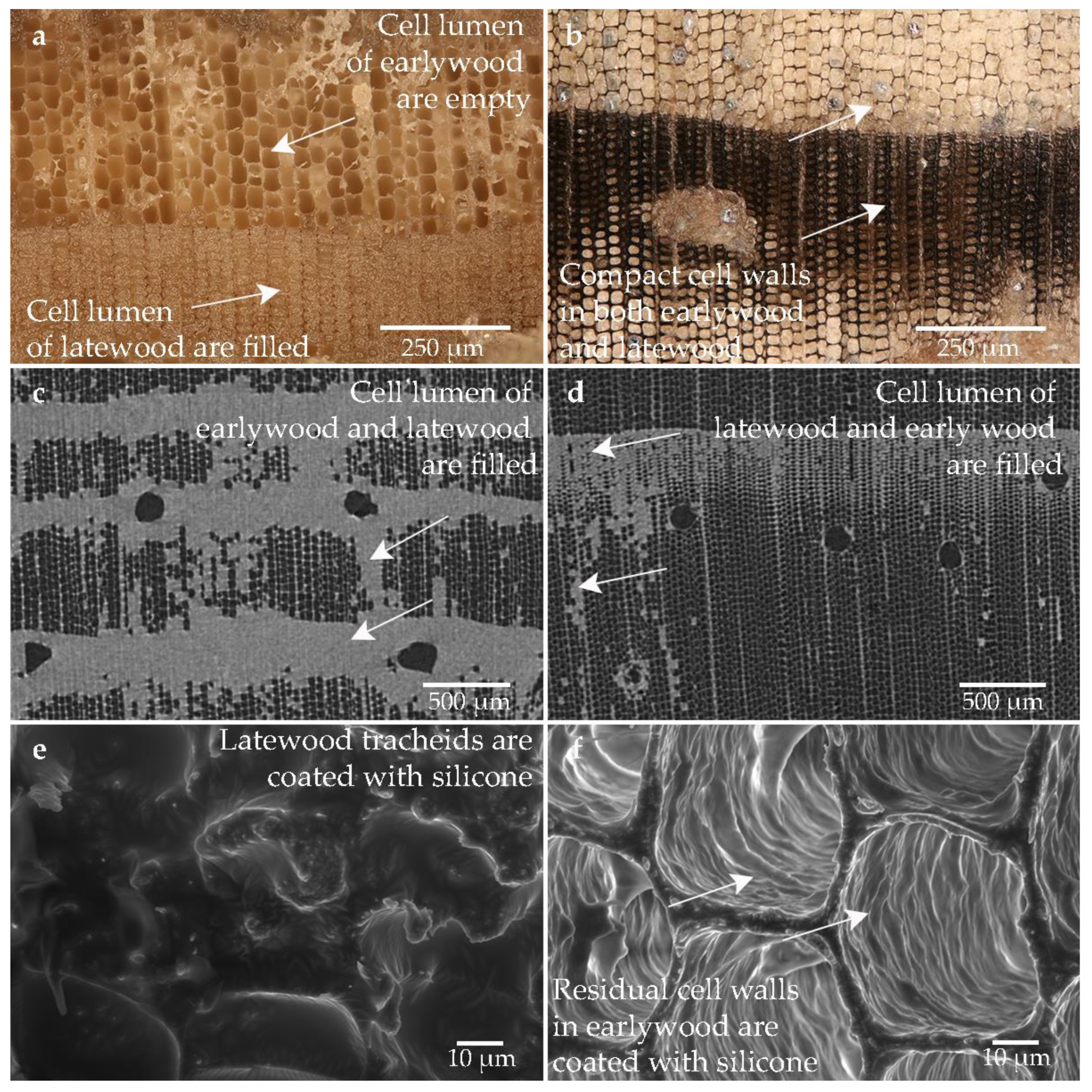 Forests 14 00211 g010