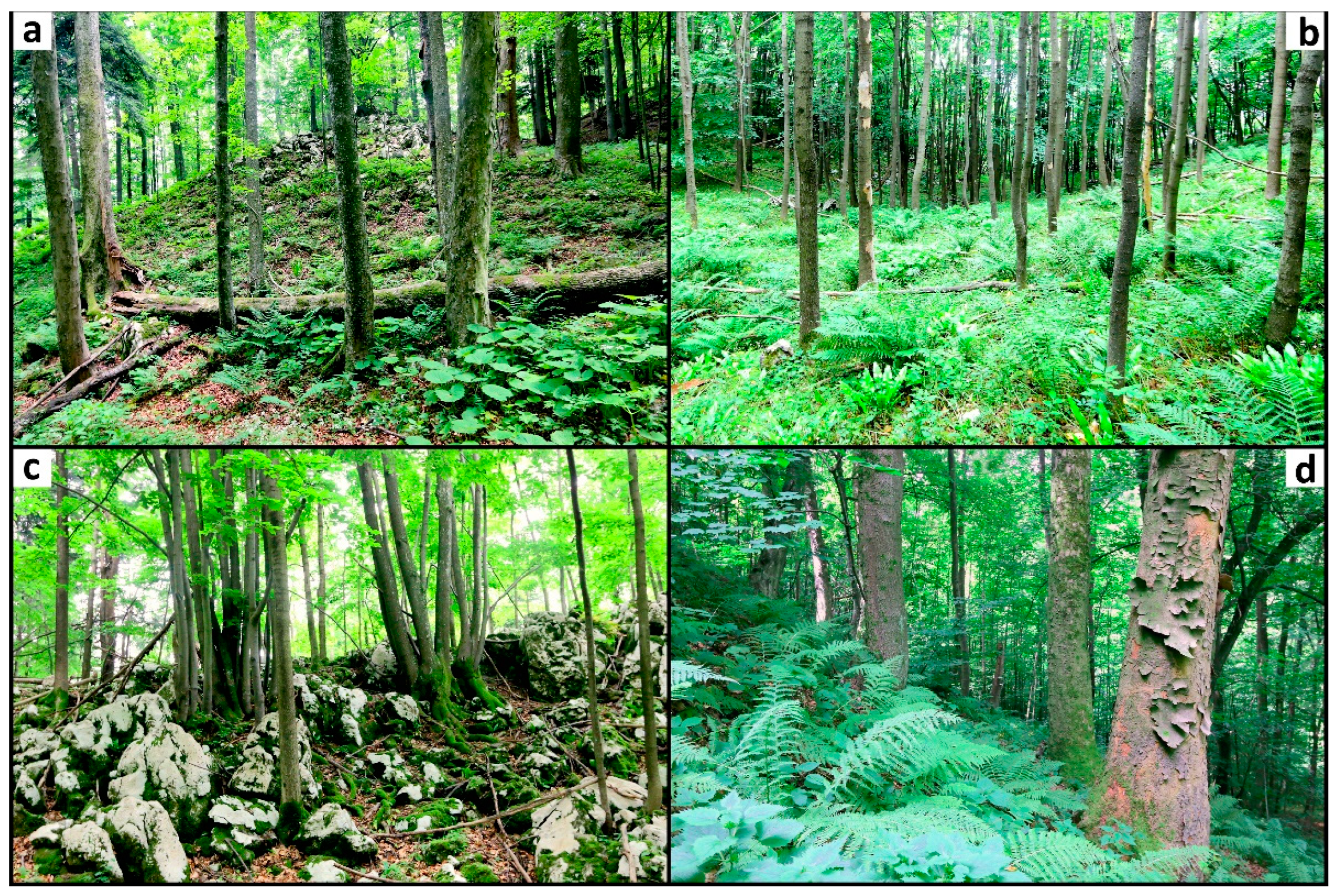 Forests 14 00232 g002