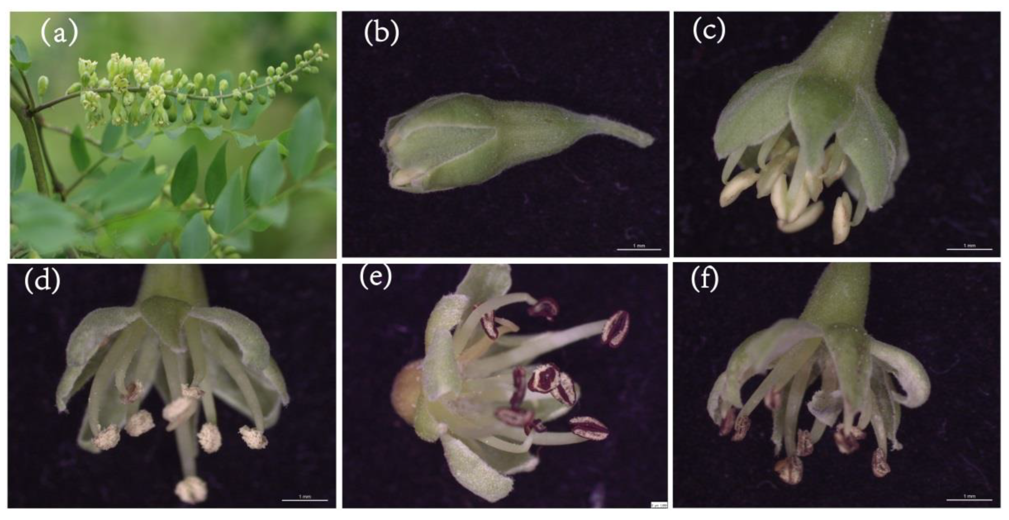 Forests 14 00243 g001