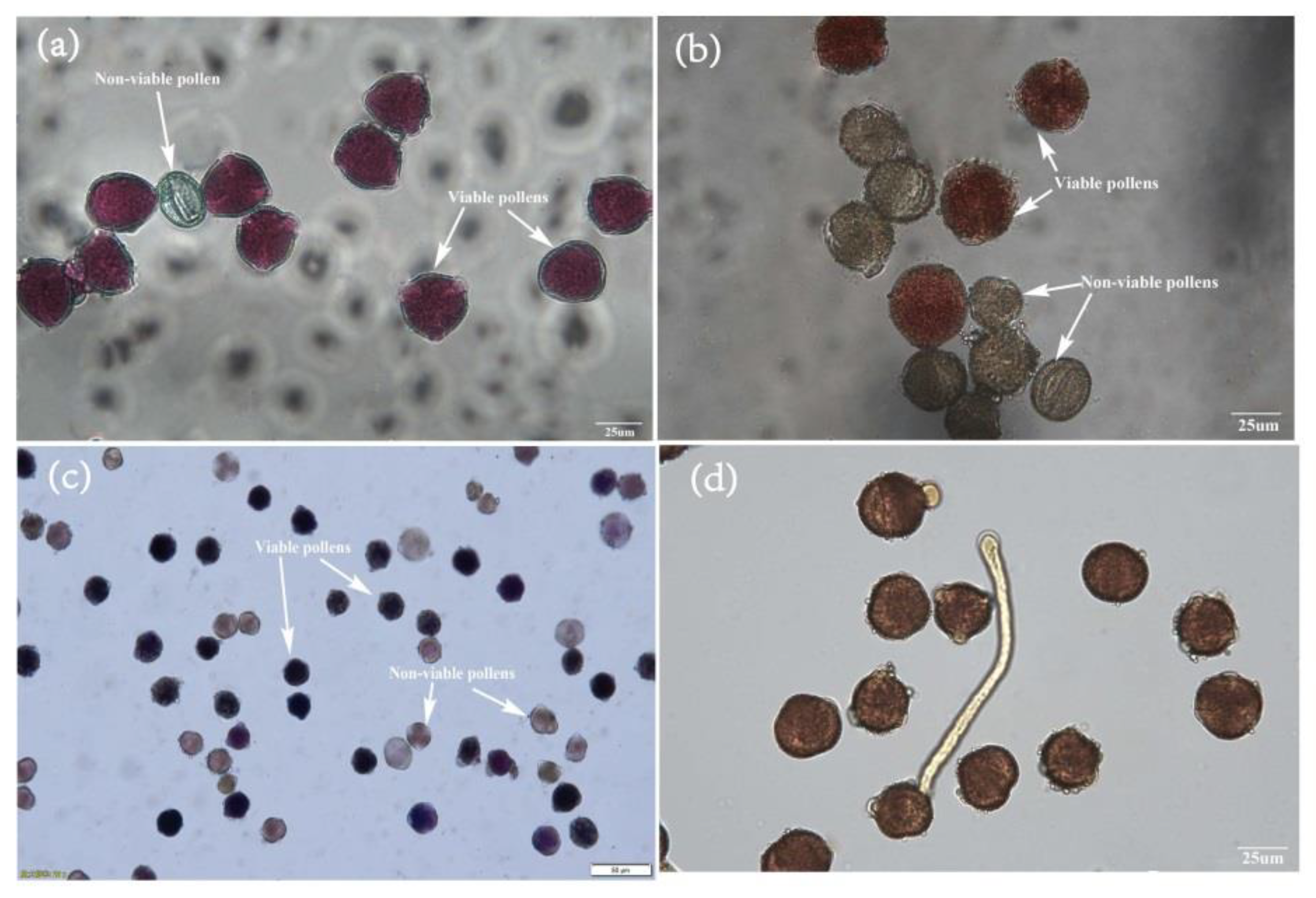 Forests 14 00243 g006