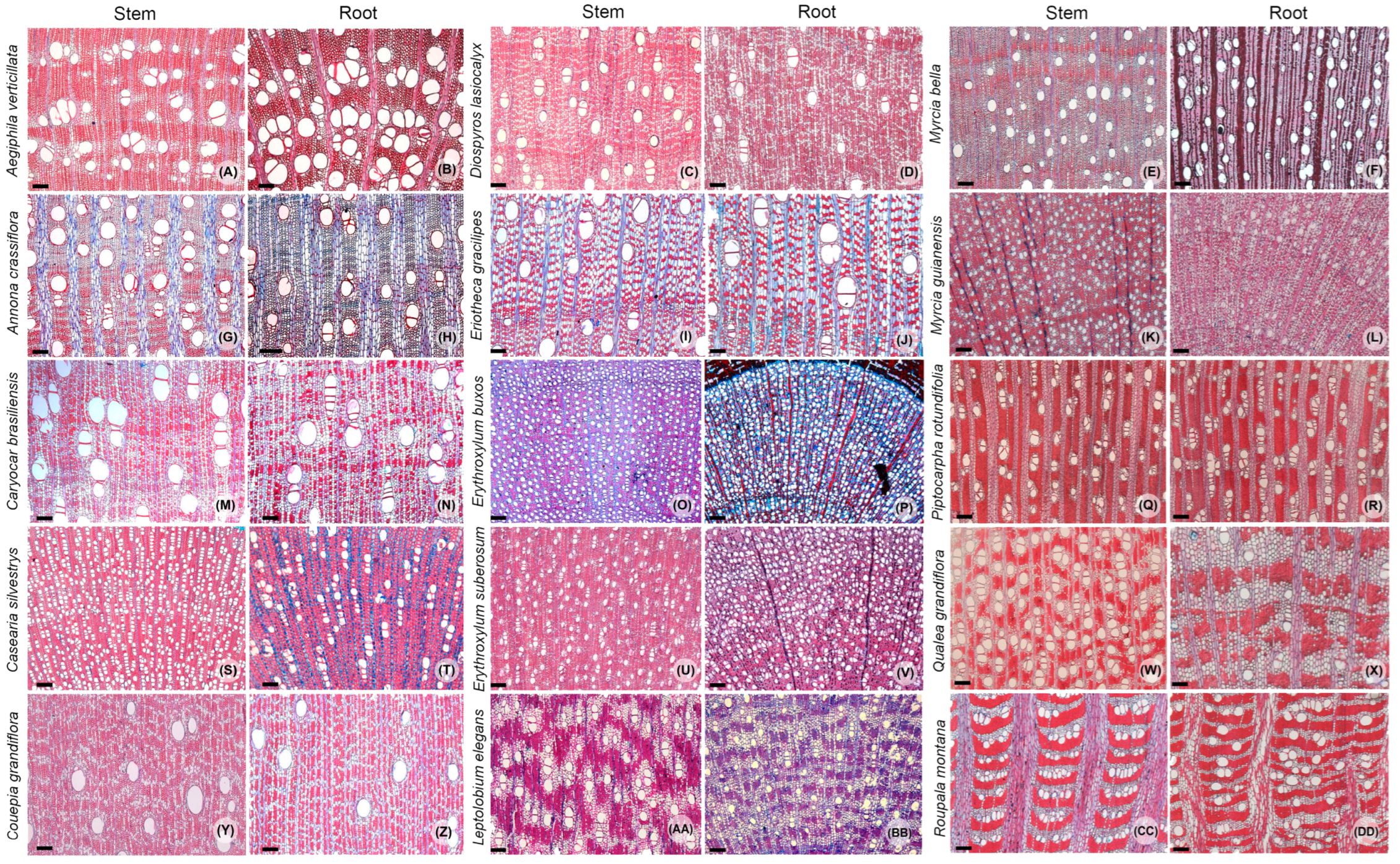 Forests 14 00269 g001