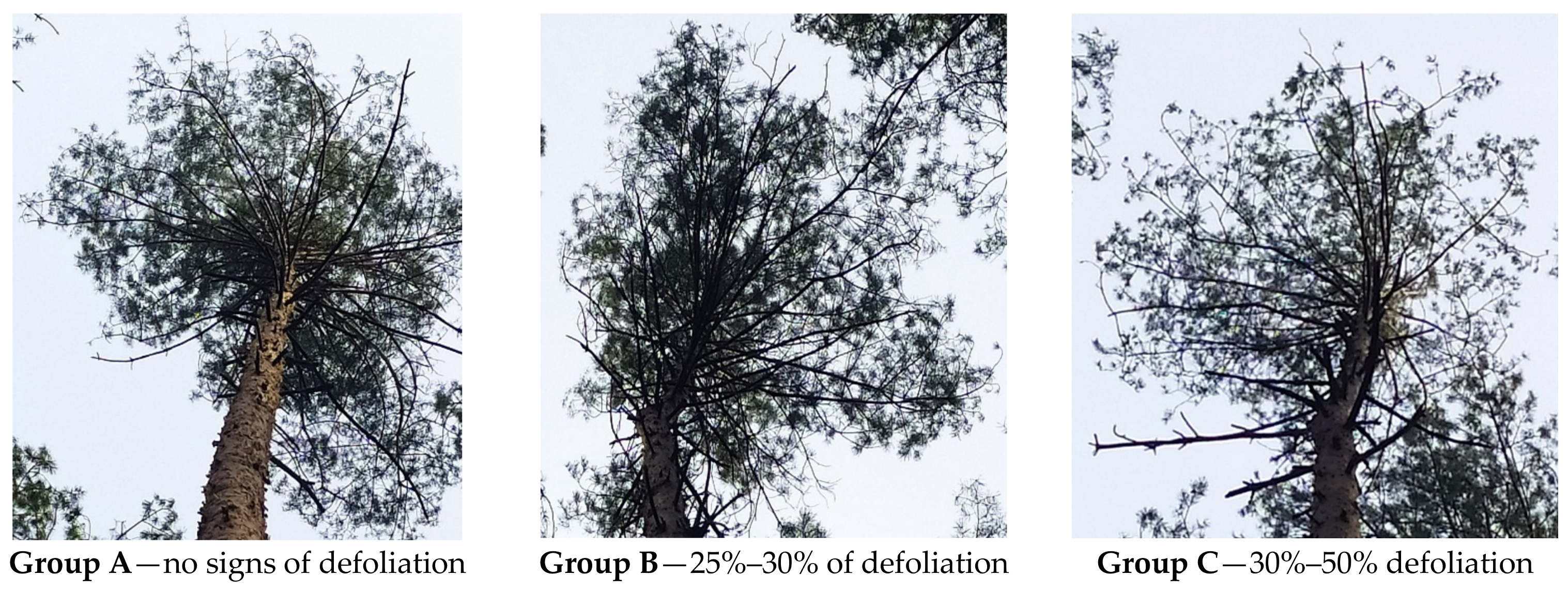 Forests 14 00274 g001