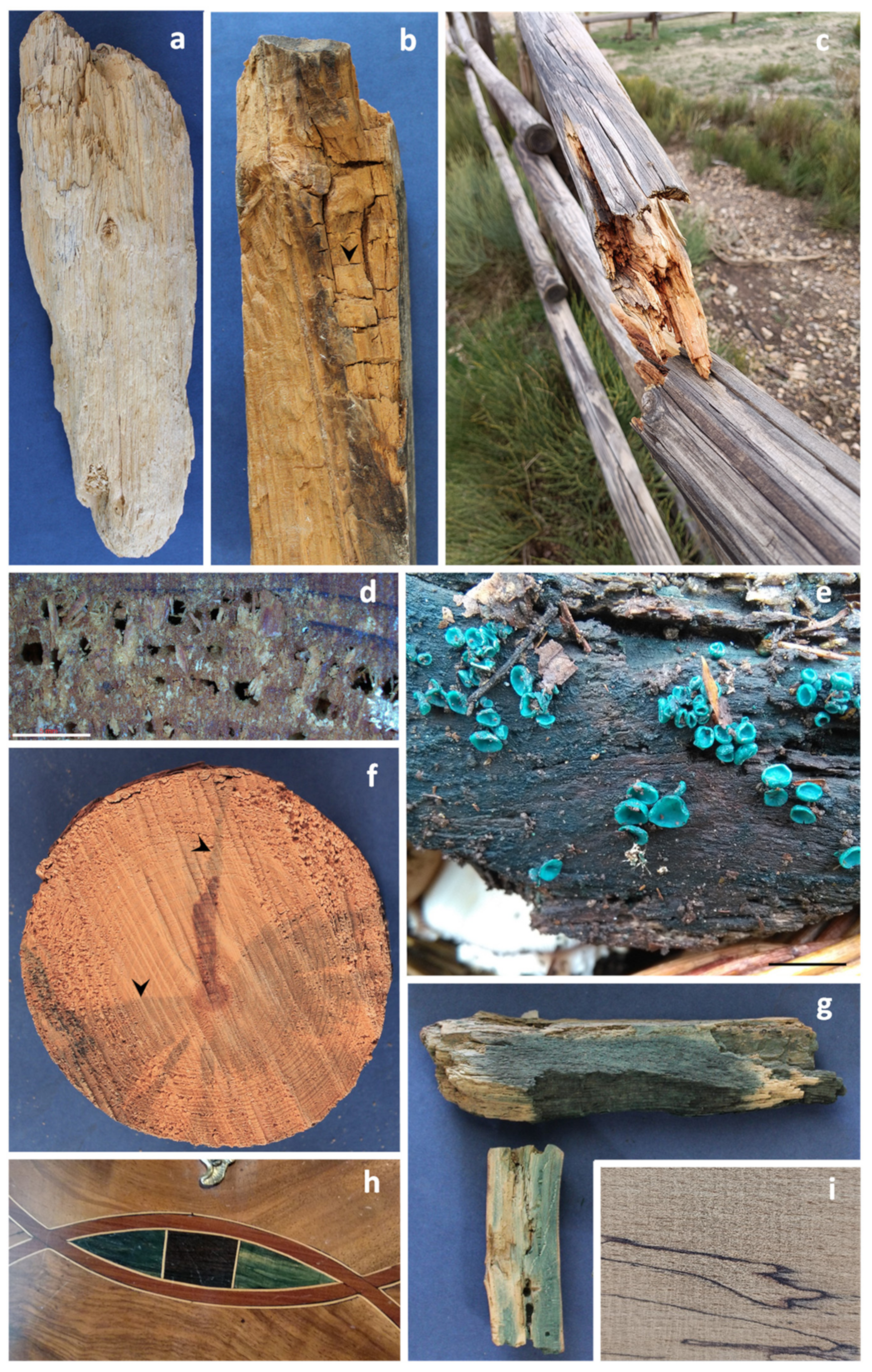 Forests 14 00283 g001