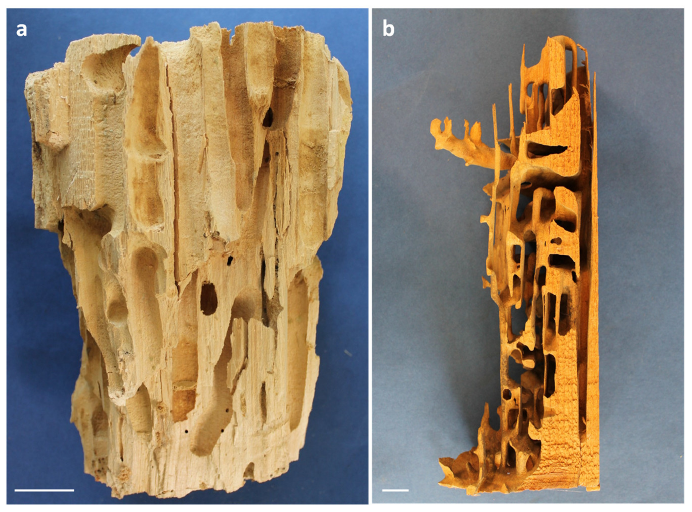 Forests 14 00283 g002