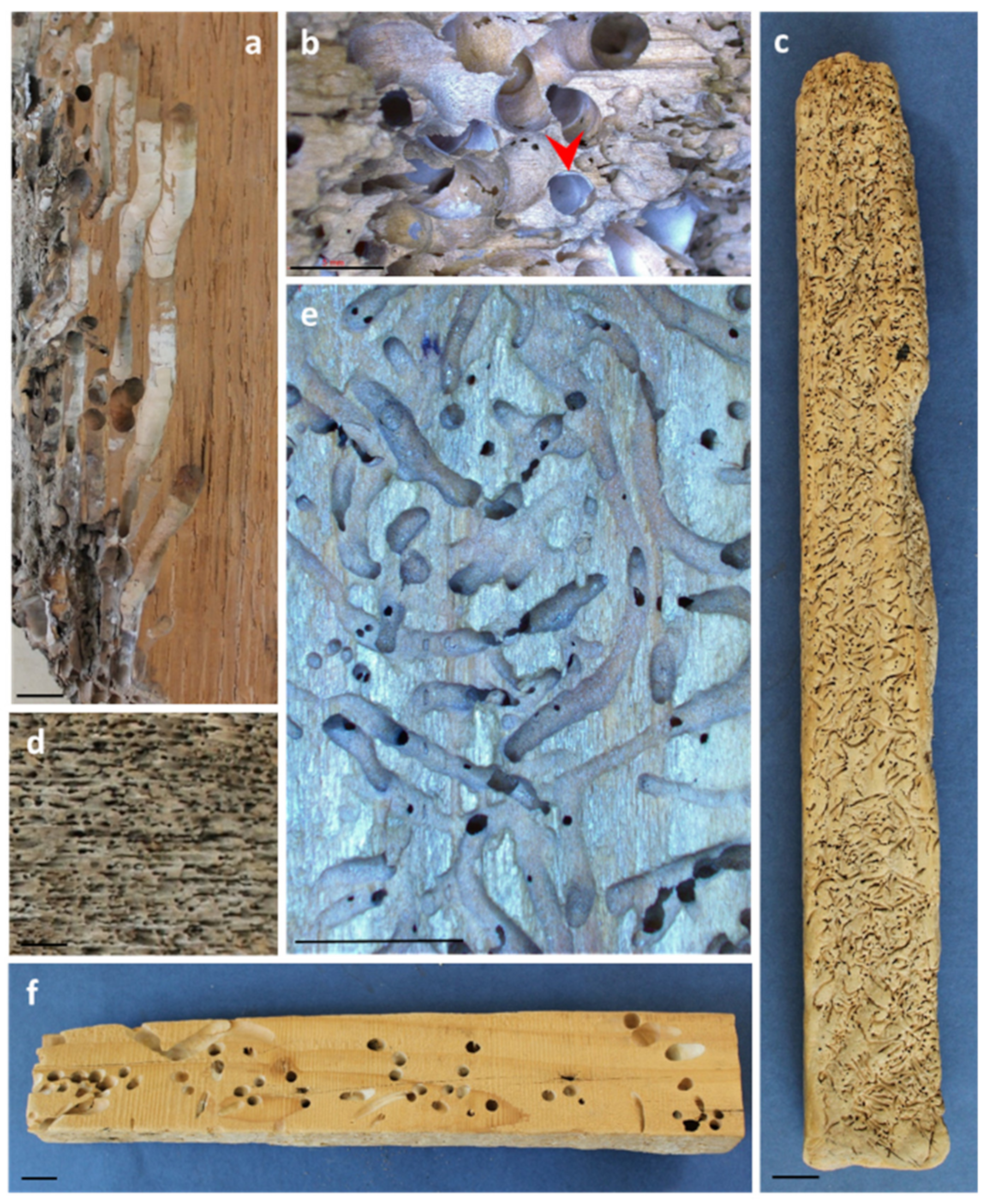 Forests 14 00283 g006