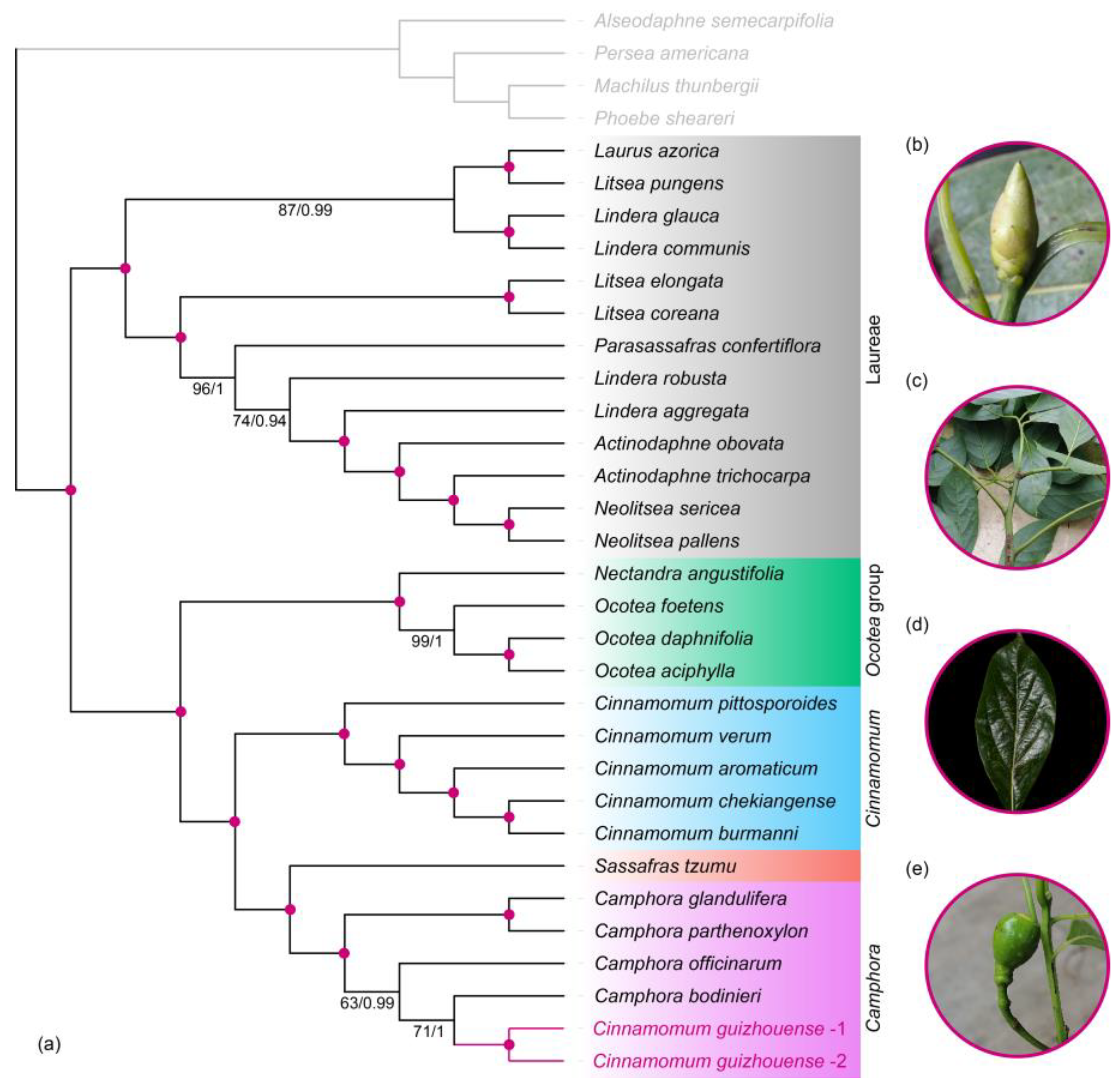 Forests 14 00310 g003