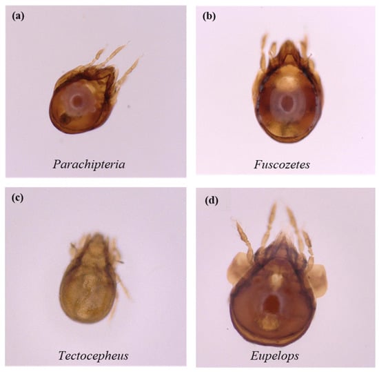 Forests 14 00332 g0a1