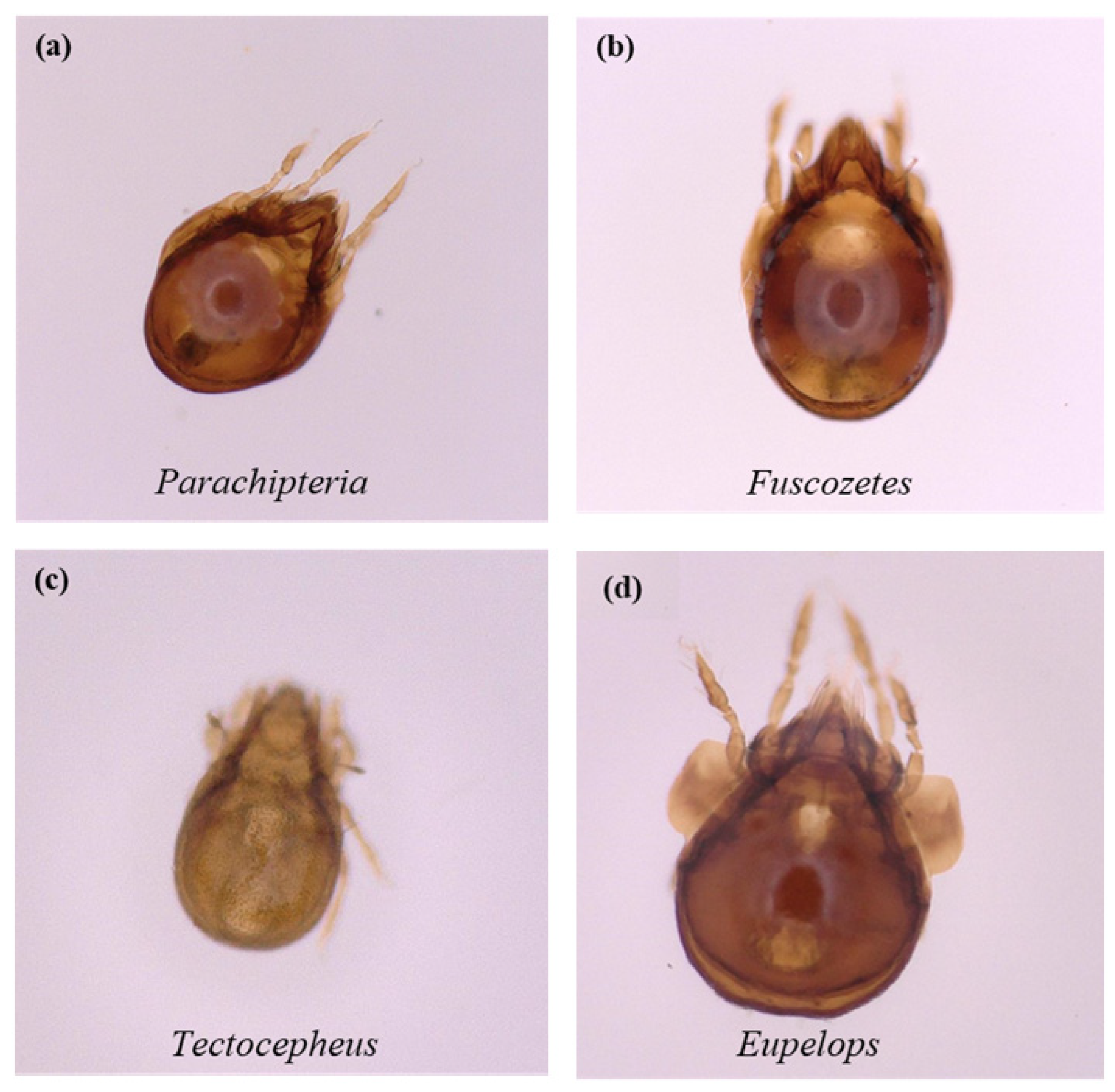 Forests 14 00332 g0a1
