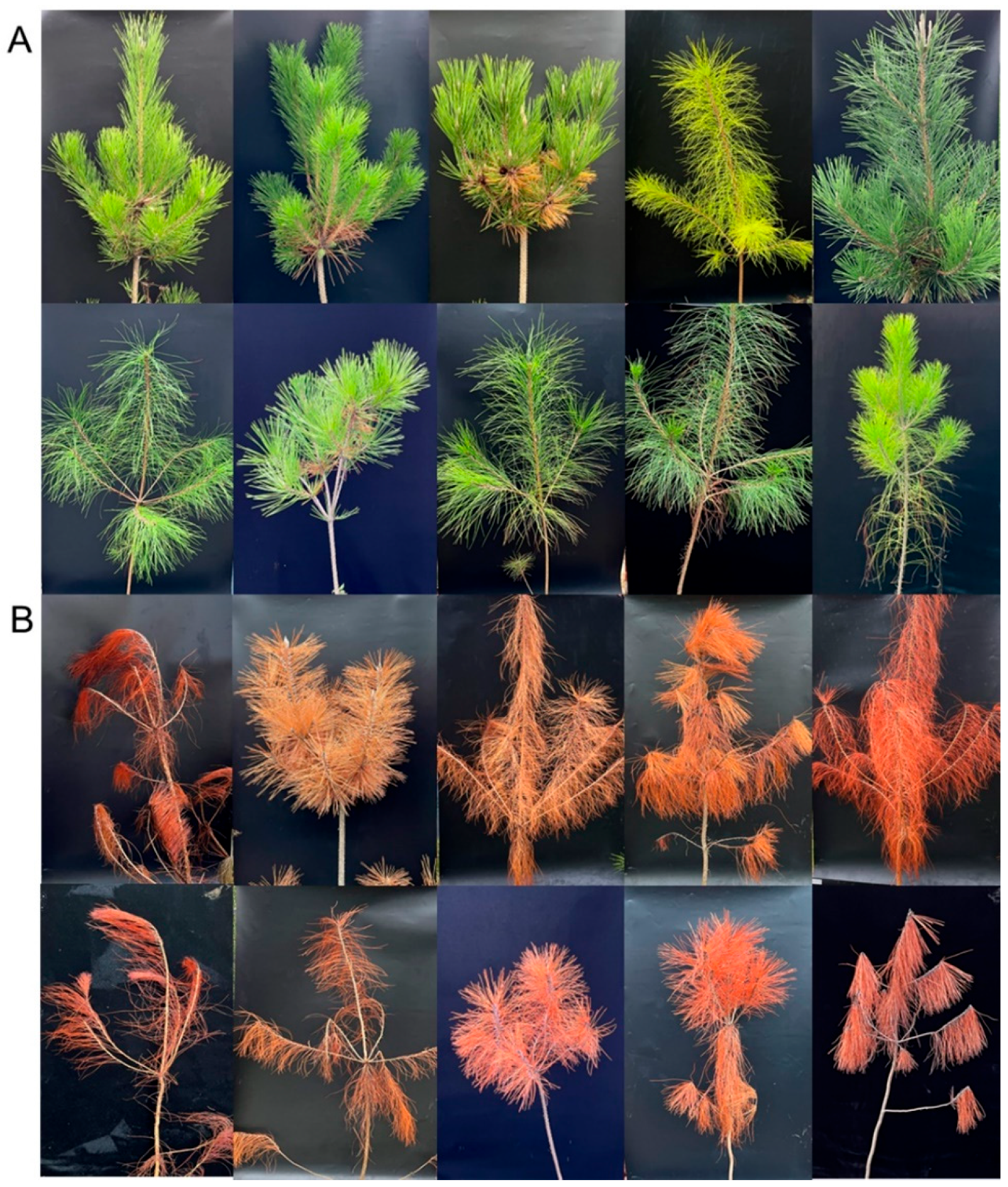 Forests 14 00338 g004