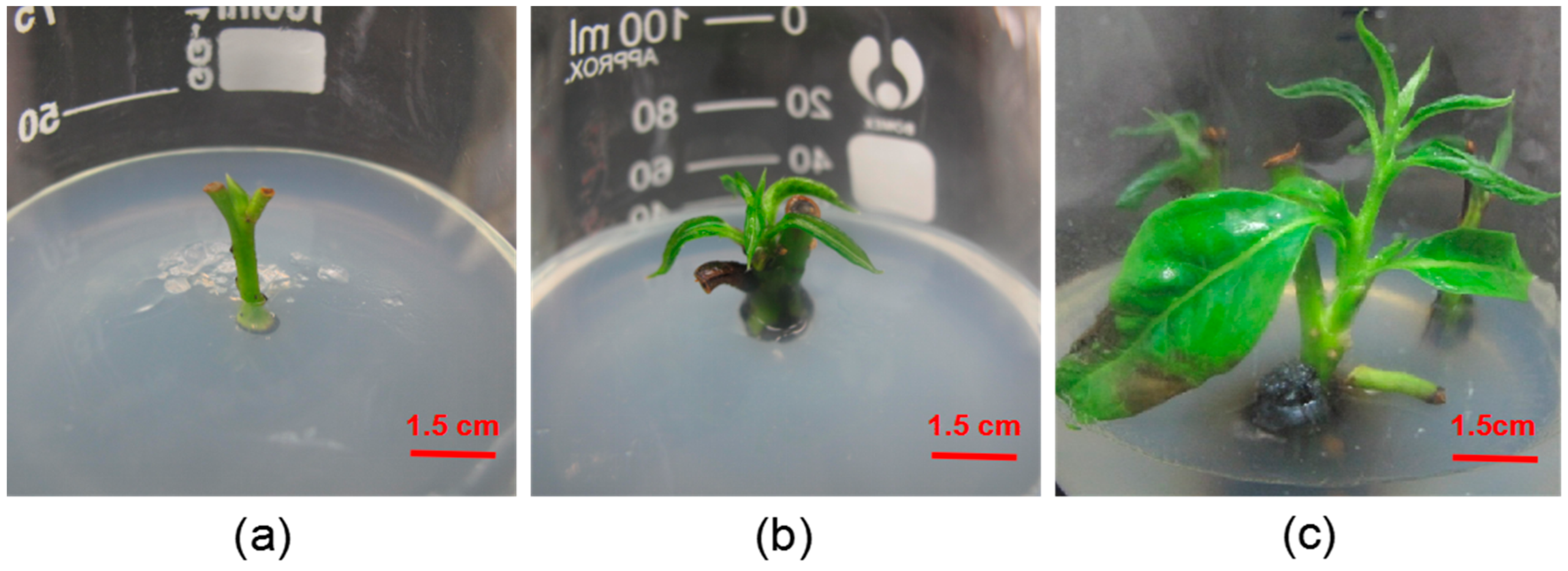 Forests 14 00366 g001