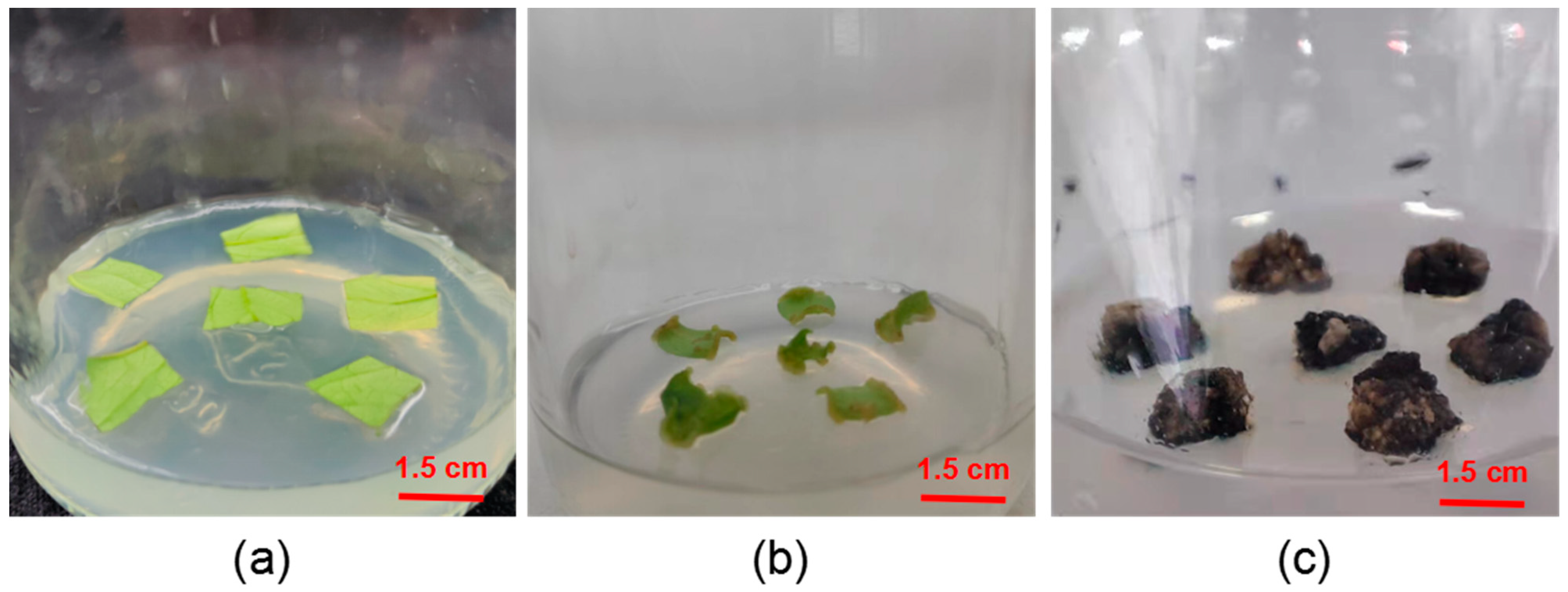 Forests 14 00366 g002