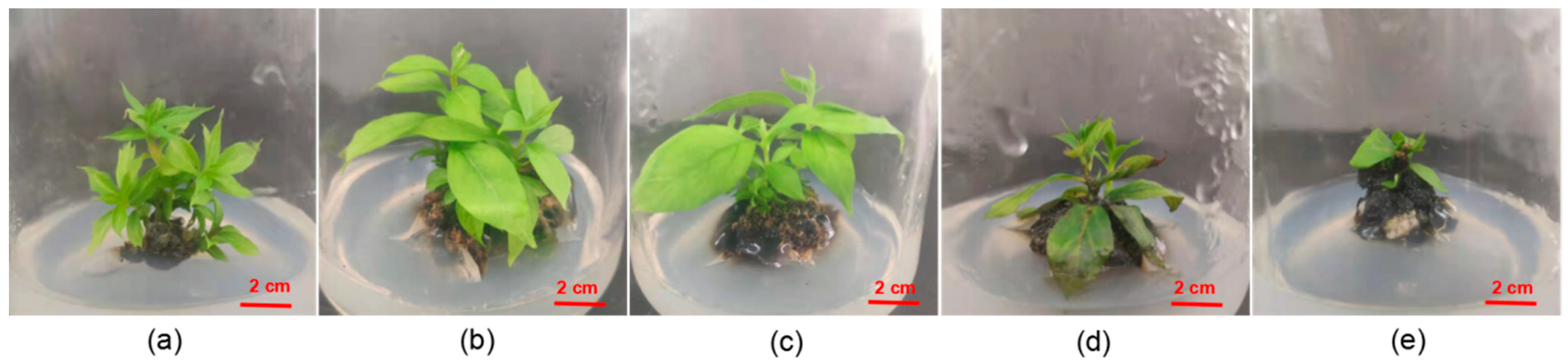 Forests 14 00366 g004