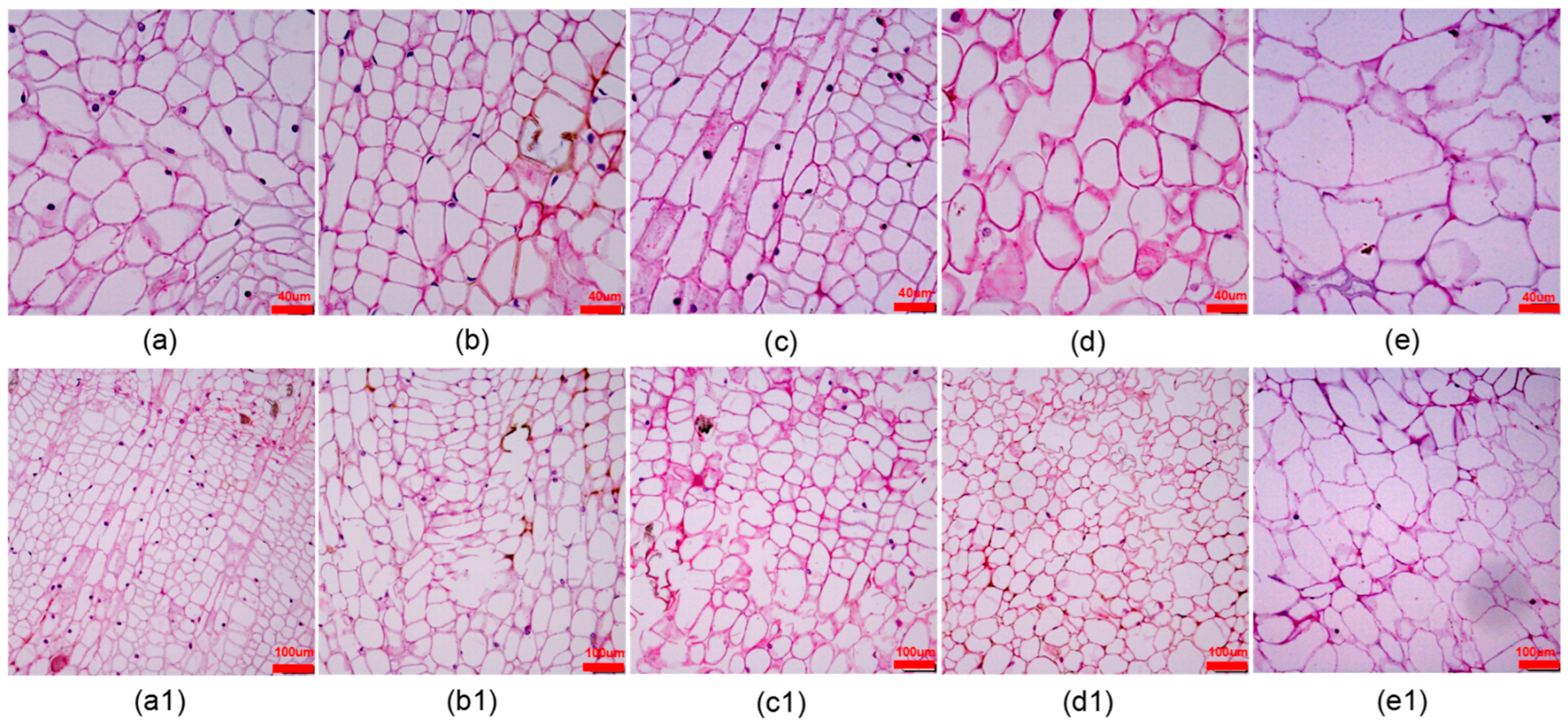 Forests 14 00366 g005