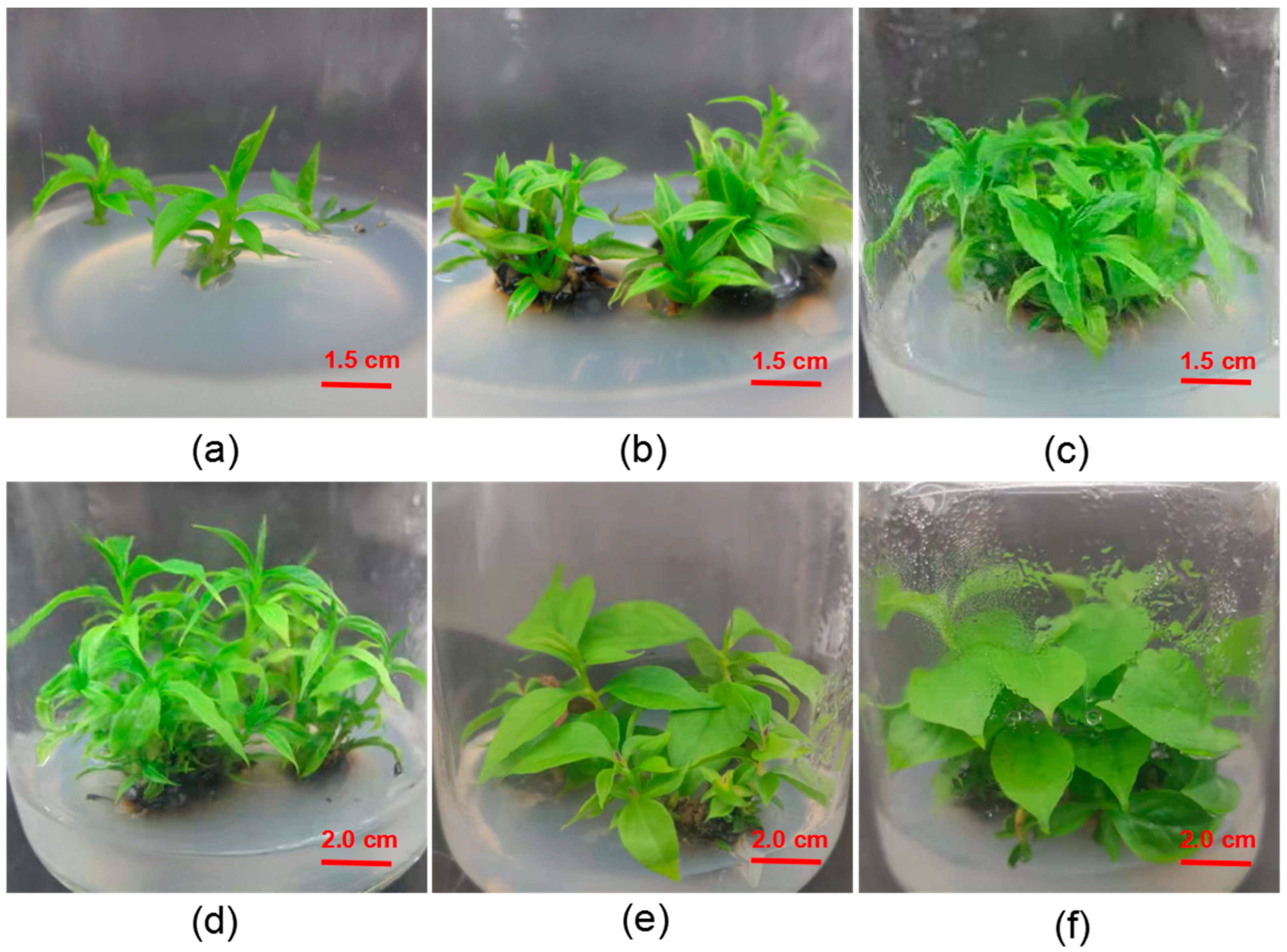 Forests 14 00366 g006