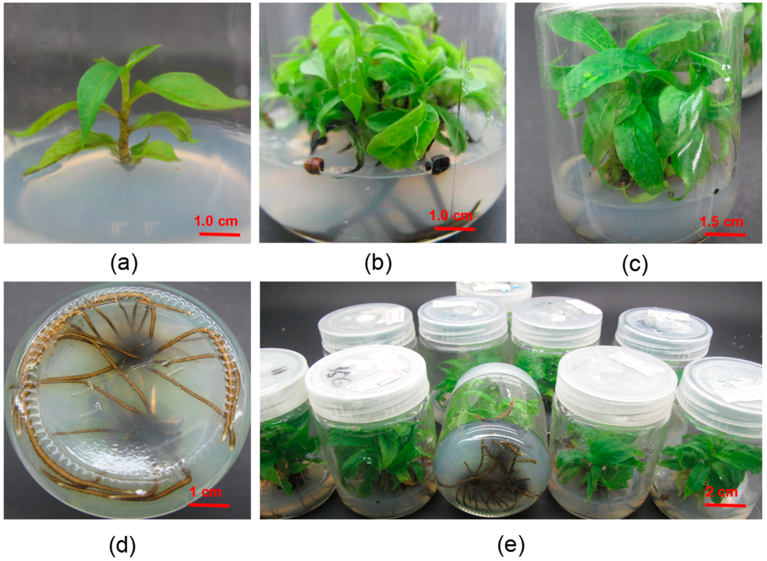 Forests 14 00366 g007