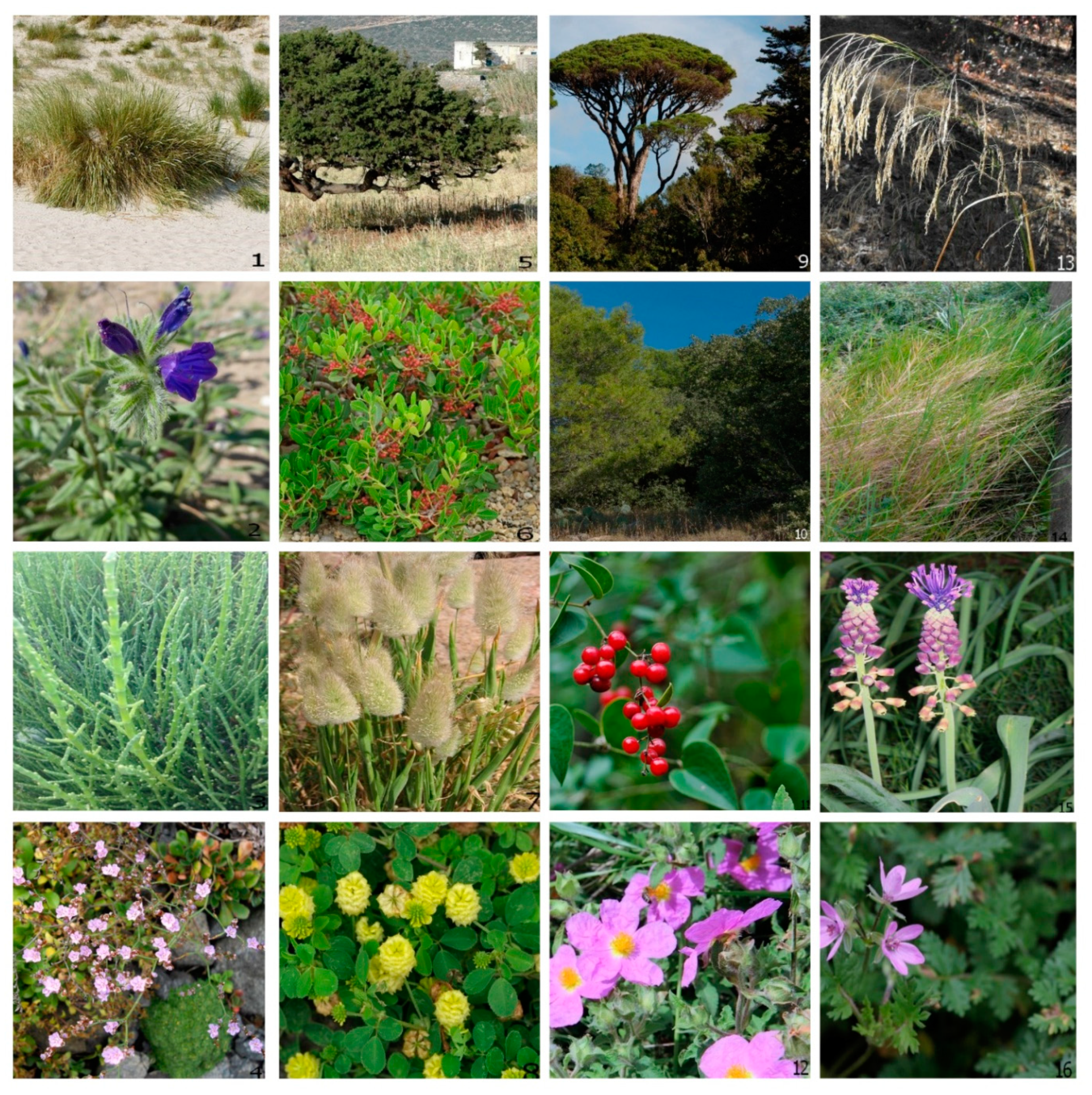 Forests 14 00392 g0a2 Forests 14 00392 g0a2