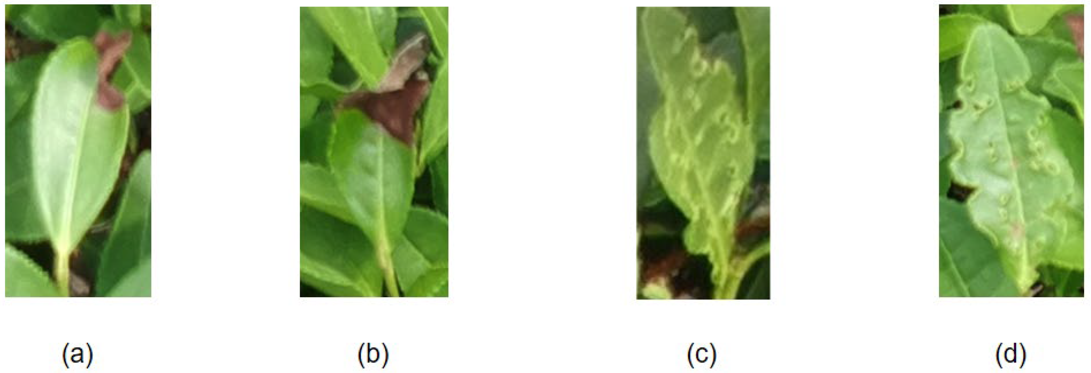 Forests 14 00415 g001 Forests 14 00415 g001