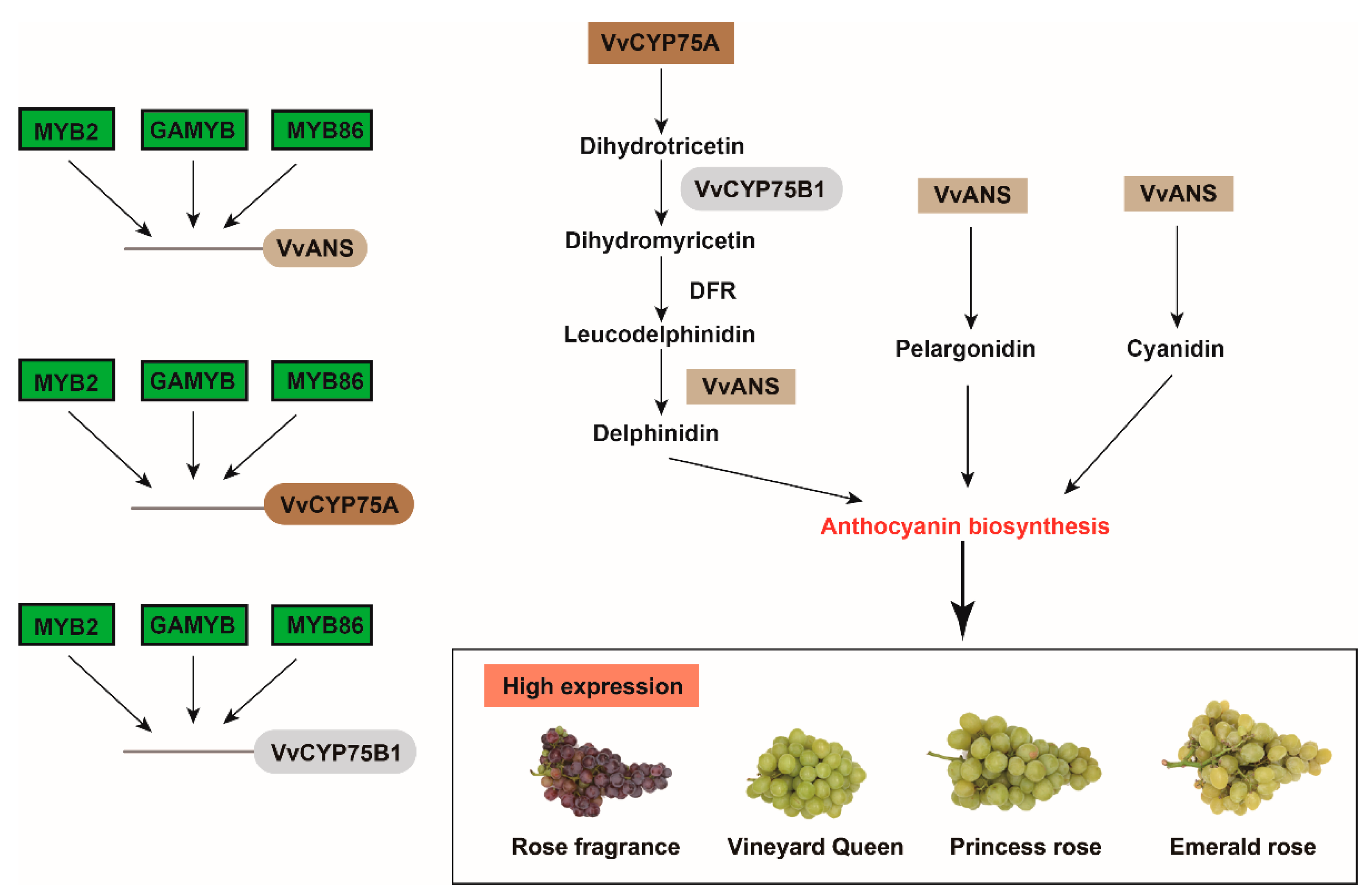 Forests 14 00416 g007