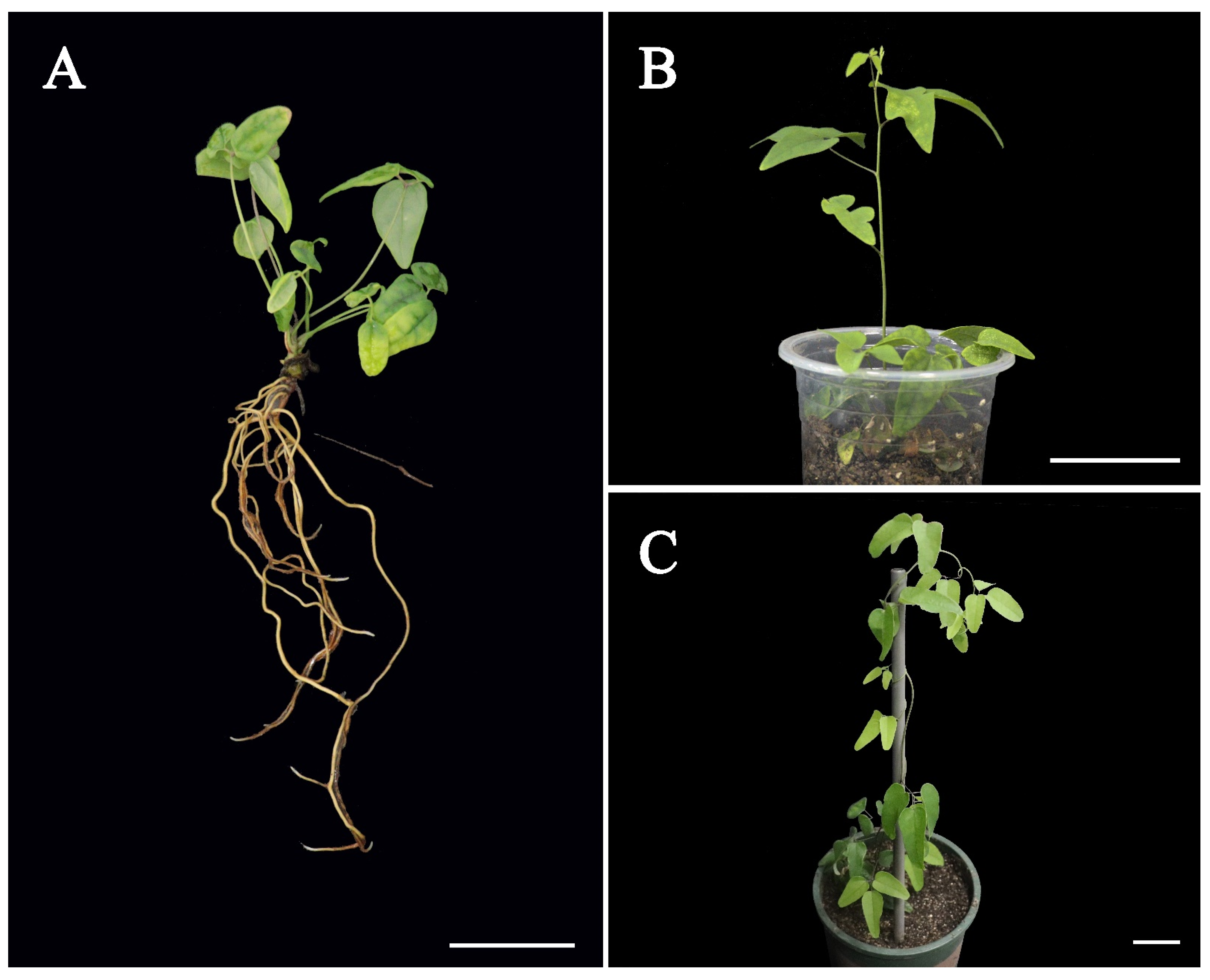 Forests 14 00473 g003 Forests 14 00473 g003