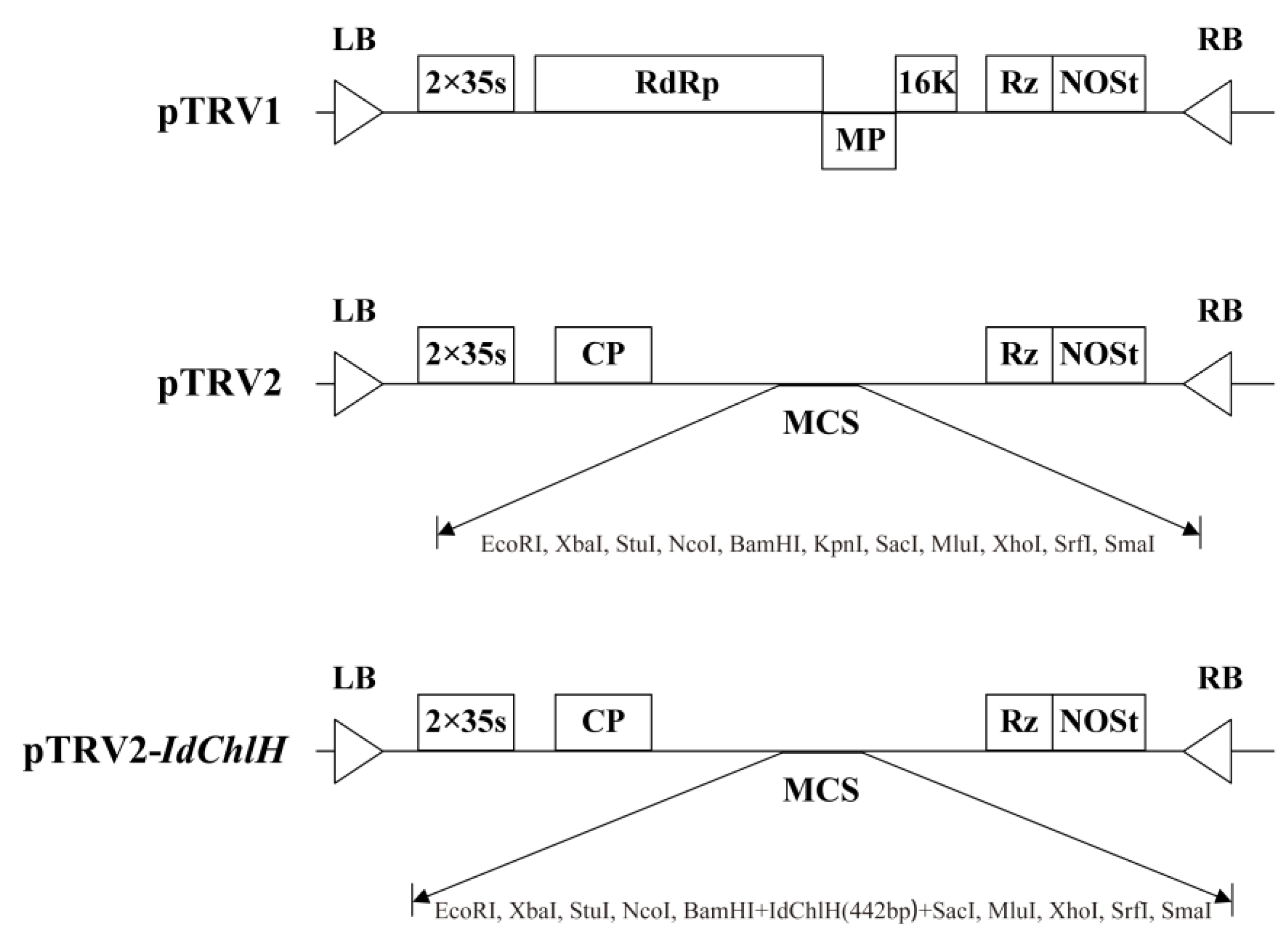 Forests 14 00488 g004