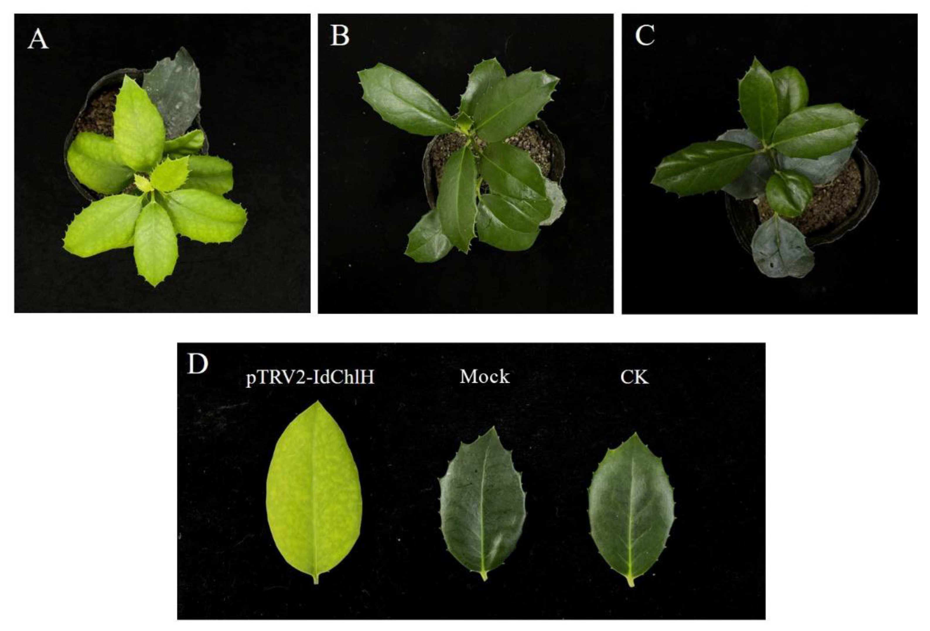 Forests 14 00488 g005