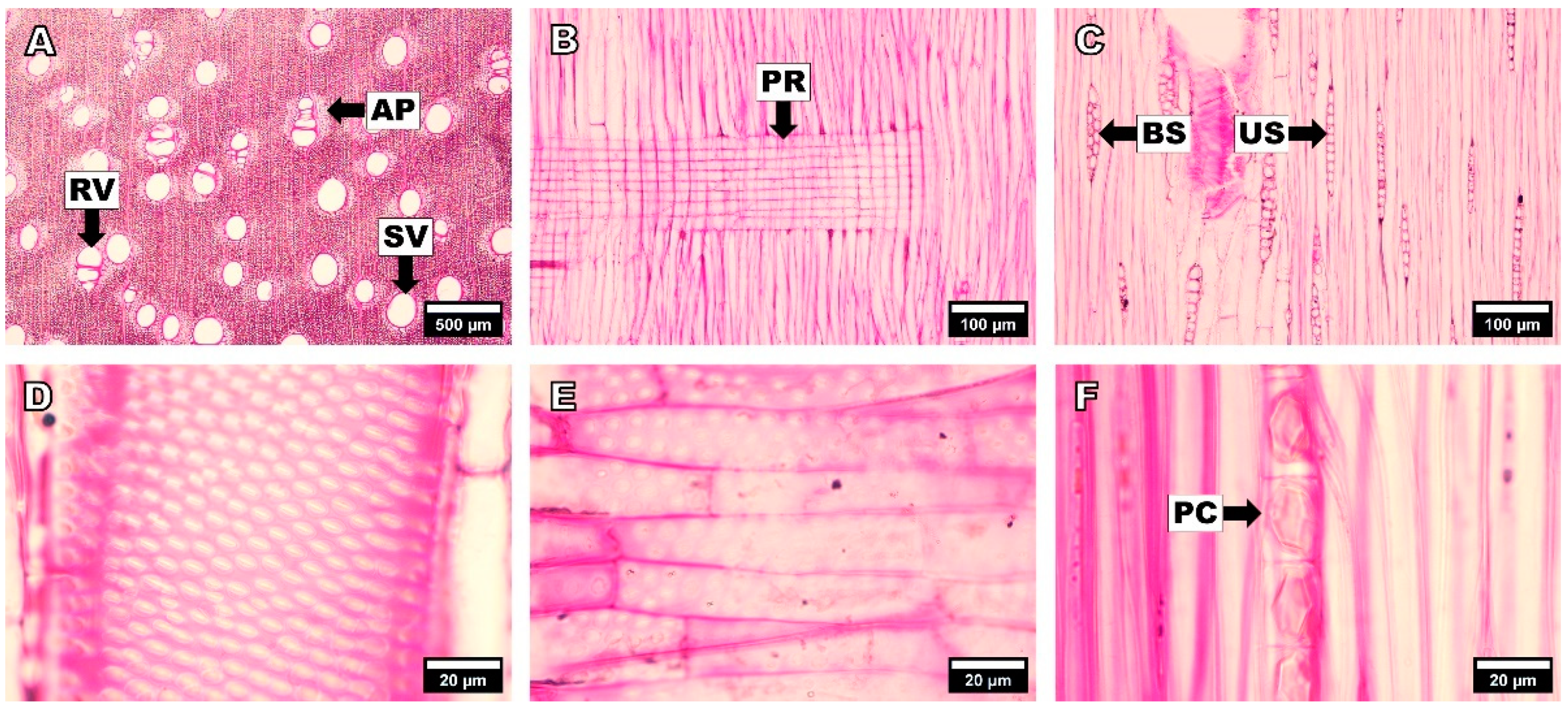 Forests 14 00496 g001