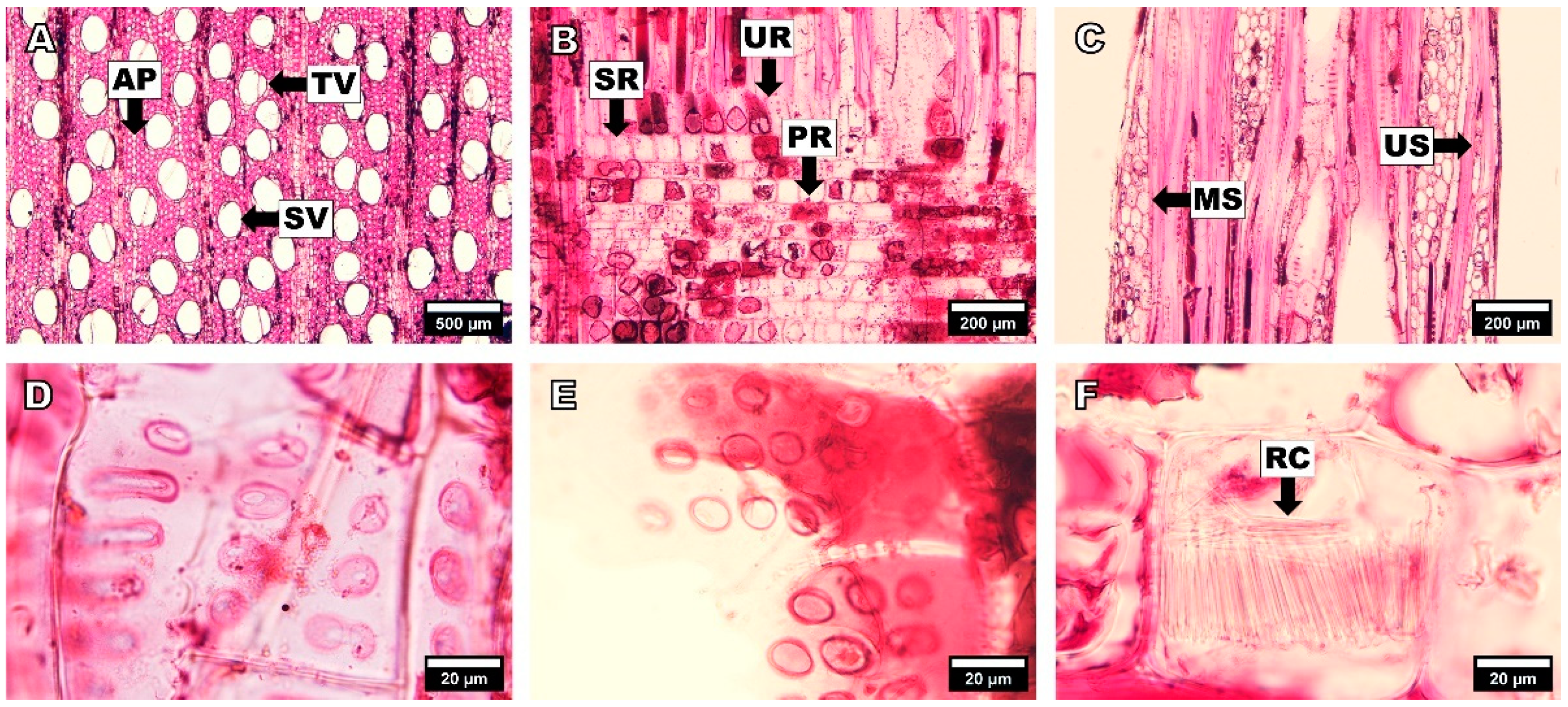 Forests 14 00496 g003