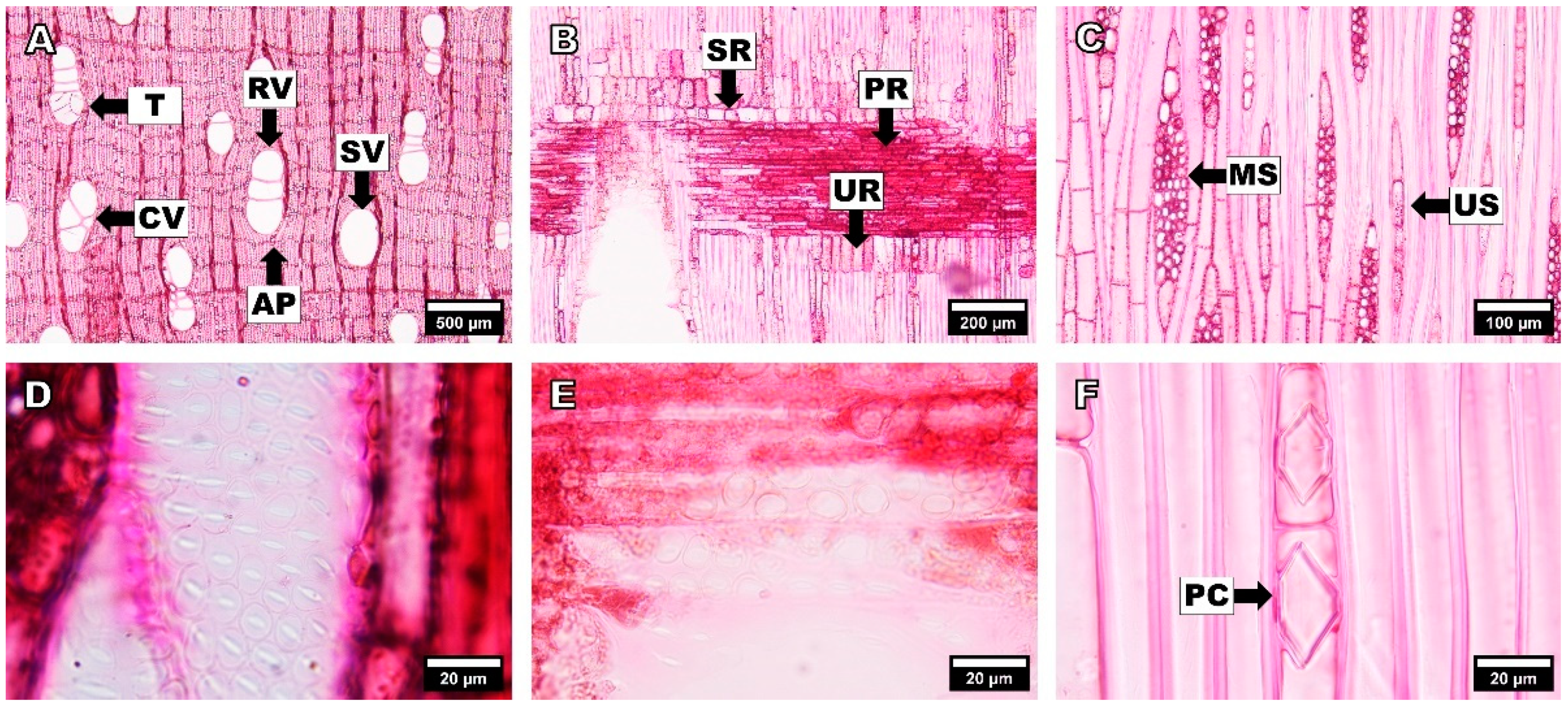 Forests 14 00496 g005