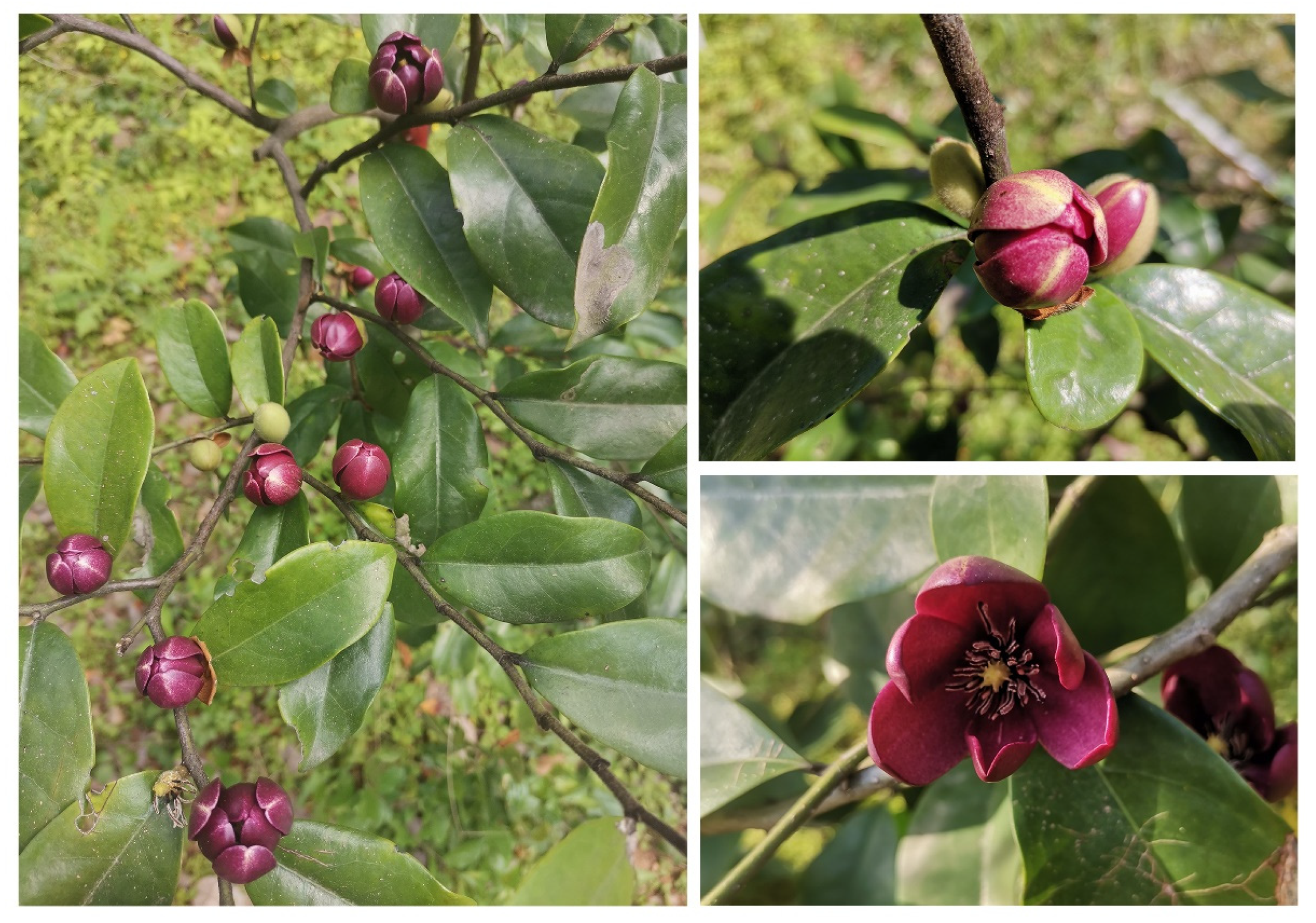 Forests 14 00508 g001