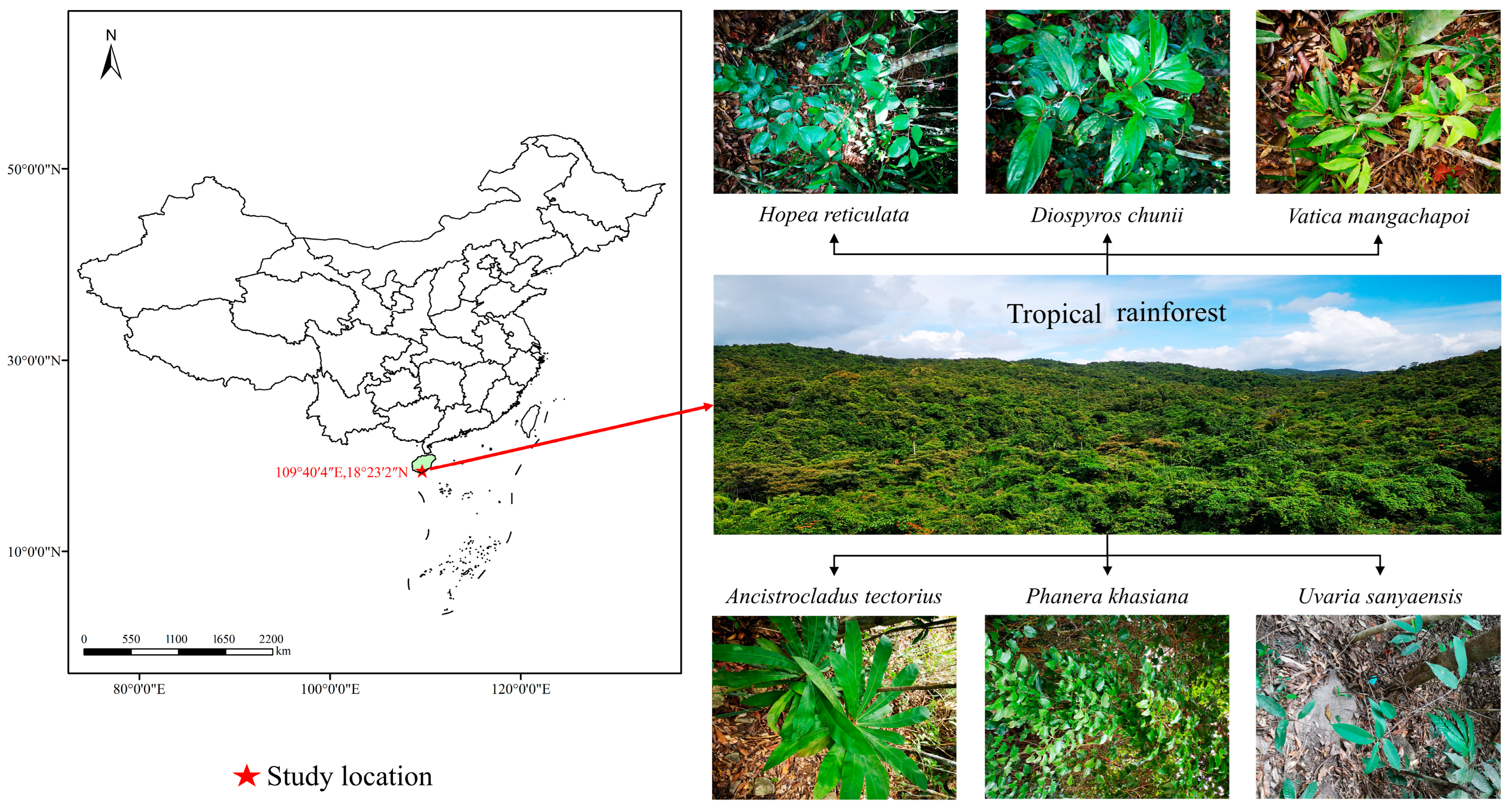 Forests 14 00522 g001