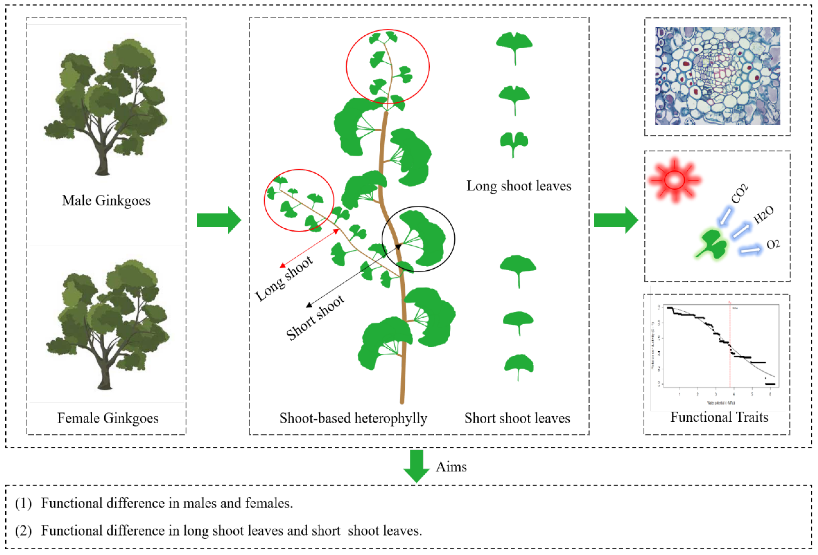 Forests 14 00535 g001