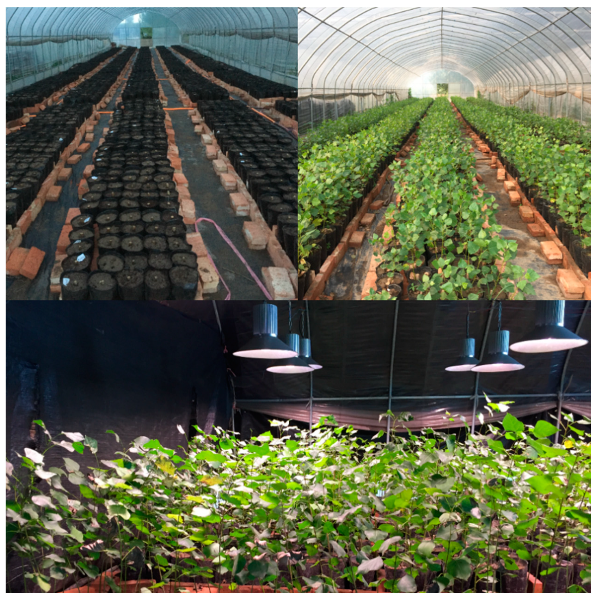 Forests 14 00579 g001