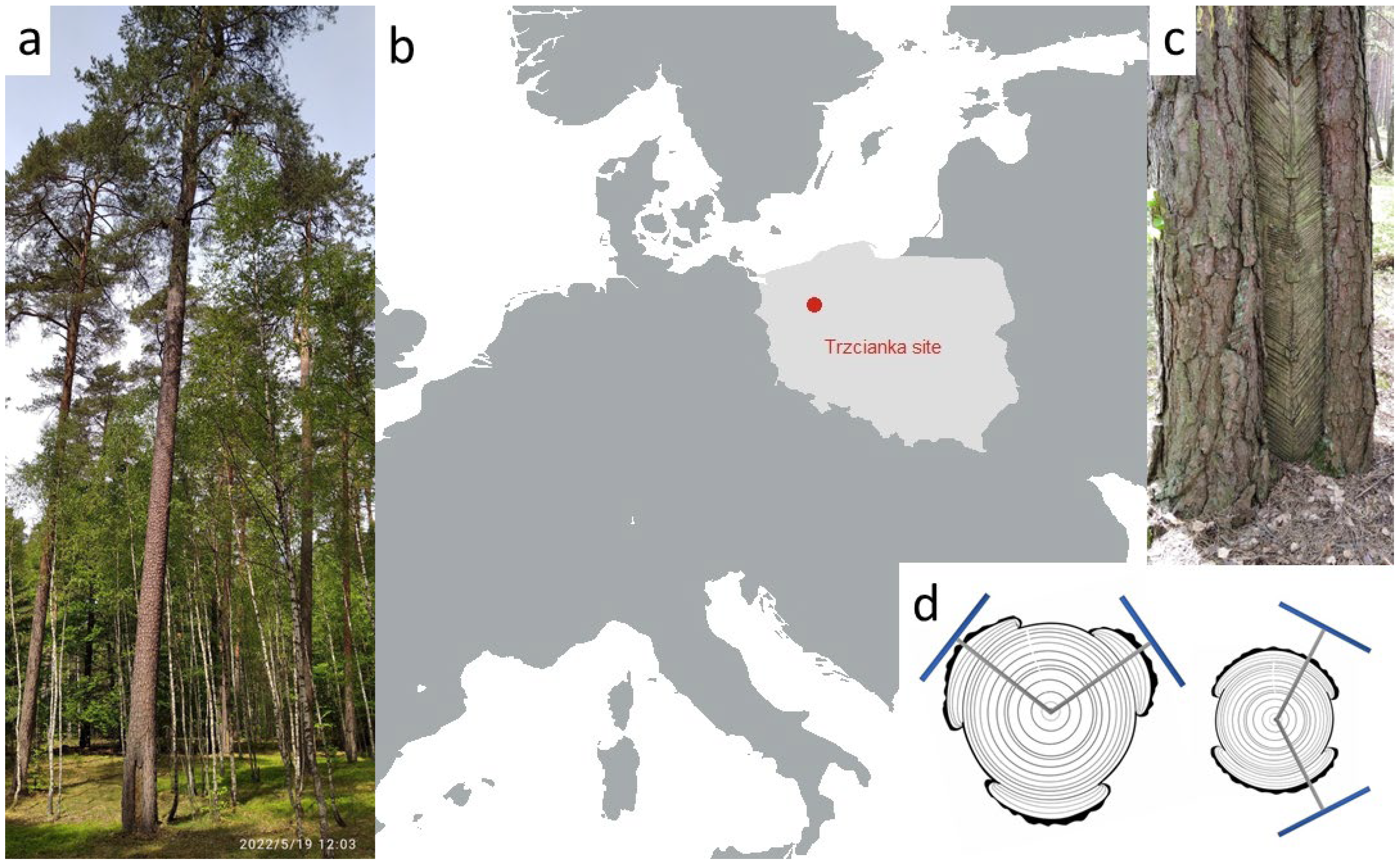 Forests 14 00593 g001