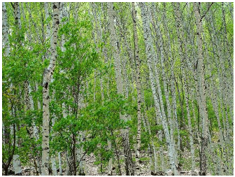 Forests 14 00627 i003