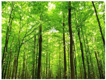 Forests 14 00627 i005