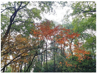 Forests 14 00627 i011