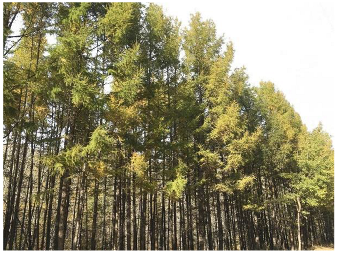 Forests 14 00627 i013