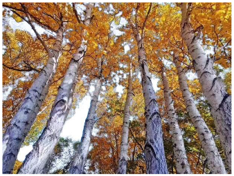 Forests 14 00627 i021