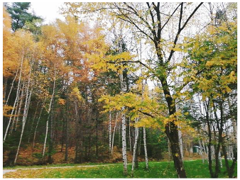 Forests 14 00627 i027