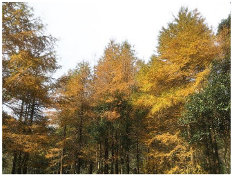 Forests 14 00627 i029