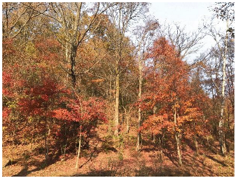 Forests 14 00627 i035