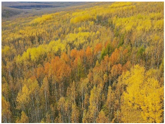 Forests 14 00627 i063